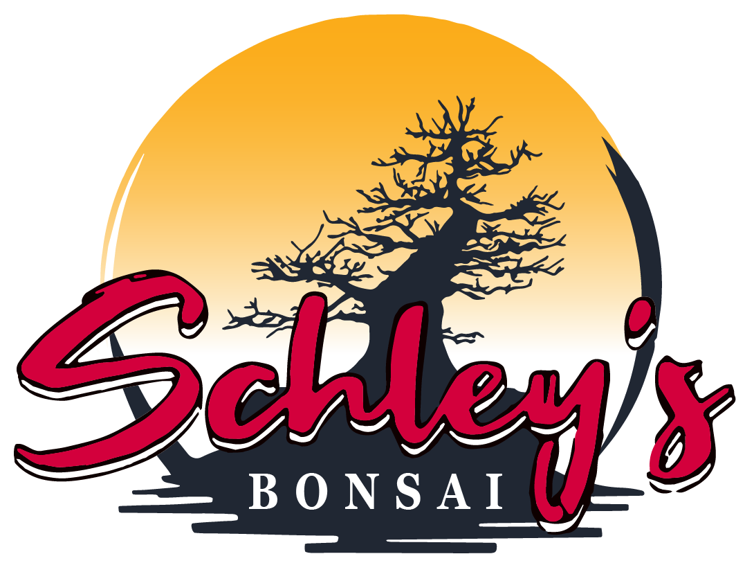 Schley's Bonsai