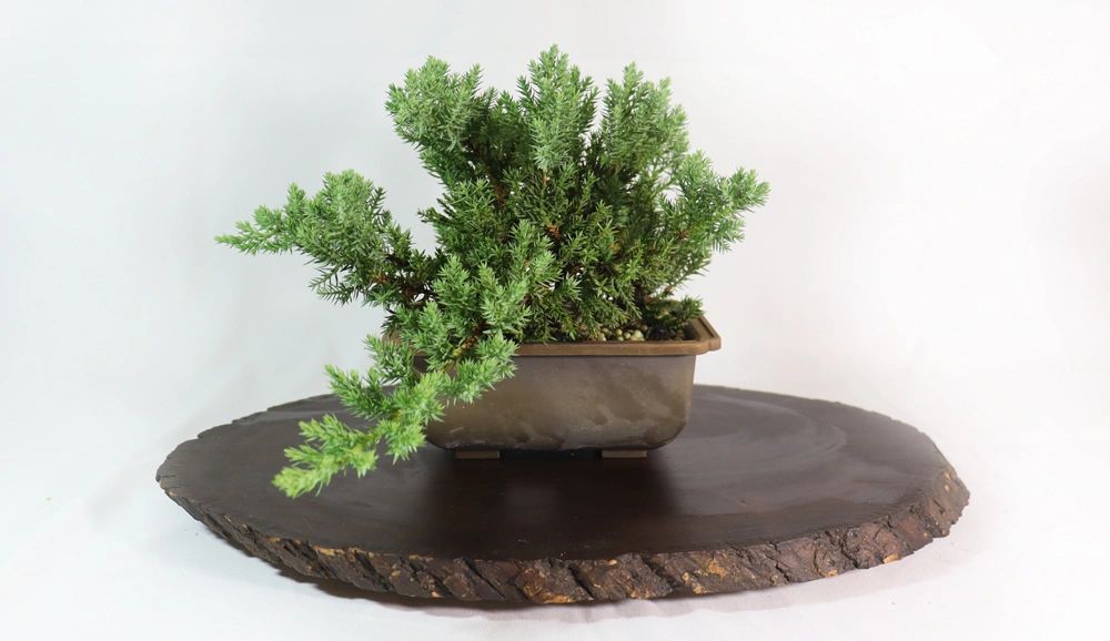 Assorted Juniper Procumbens nana Stock in Six Inch Trainers