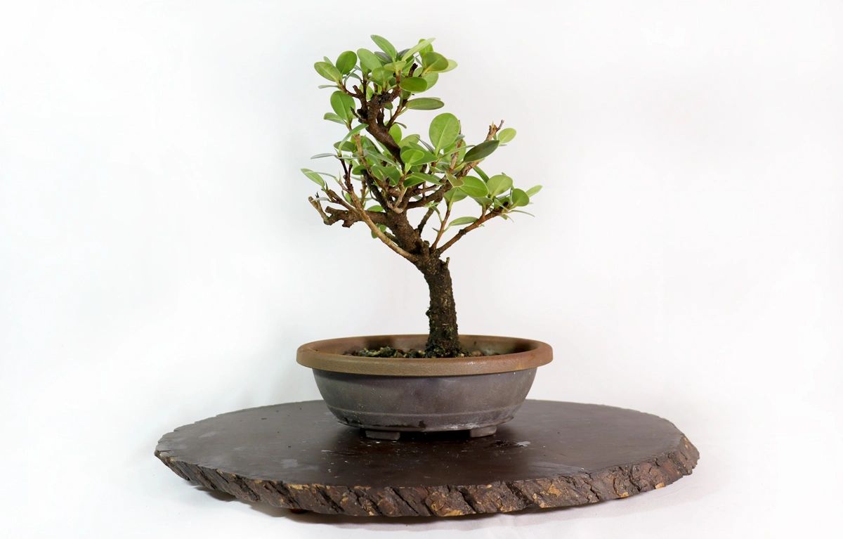 Assorted Green Island Ficus Stock in Training Containers (Multiple Sizes)