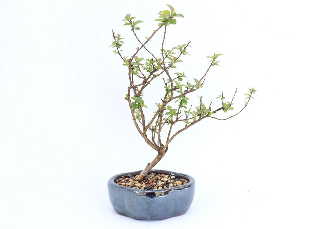 Assorted Dwarf Crepe Myrtle (Chickasaw) Bonsai 3 yo plants in Chinese Pots