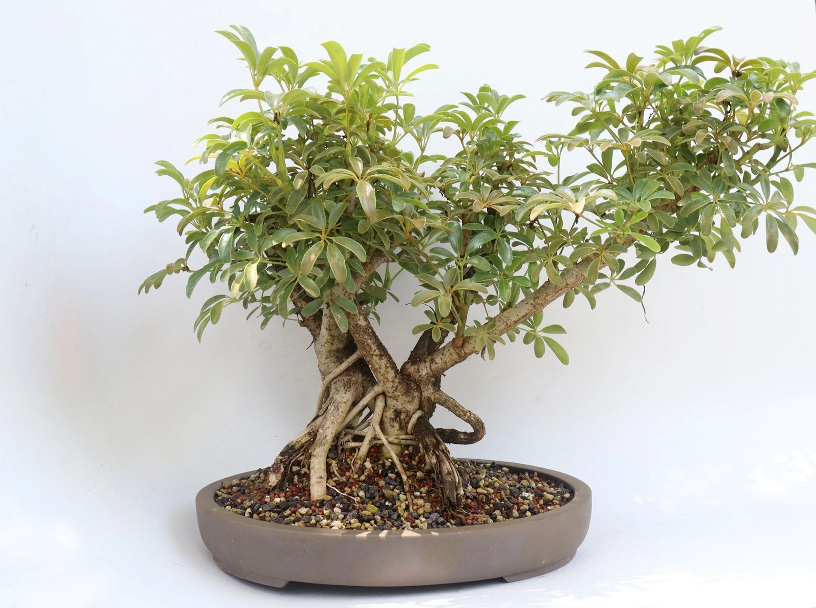 Schefflera arboricola in a 15 inch pot