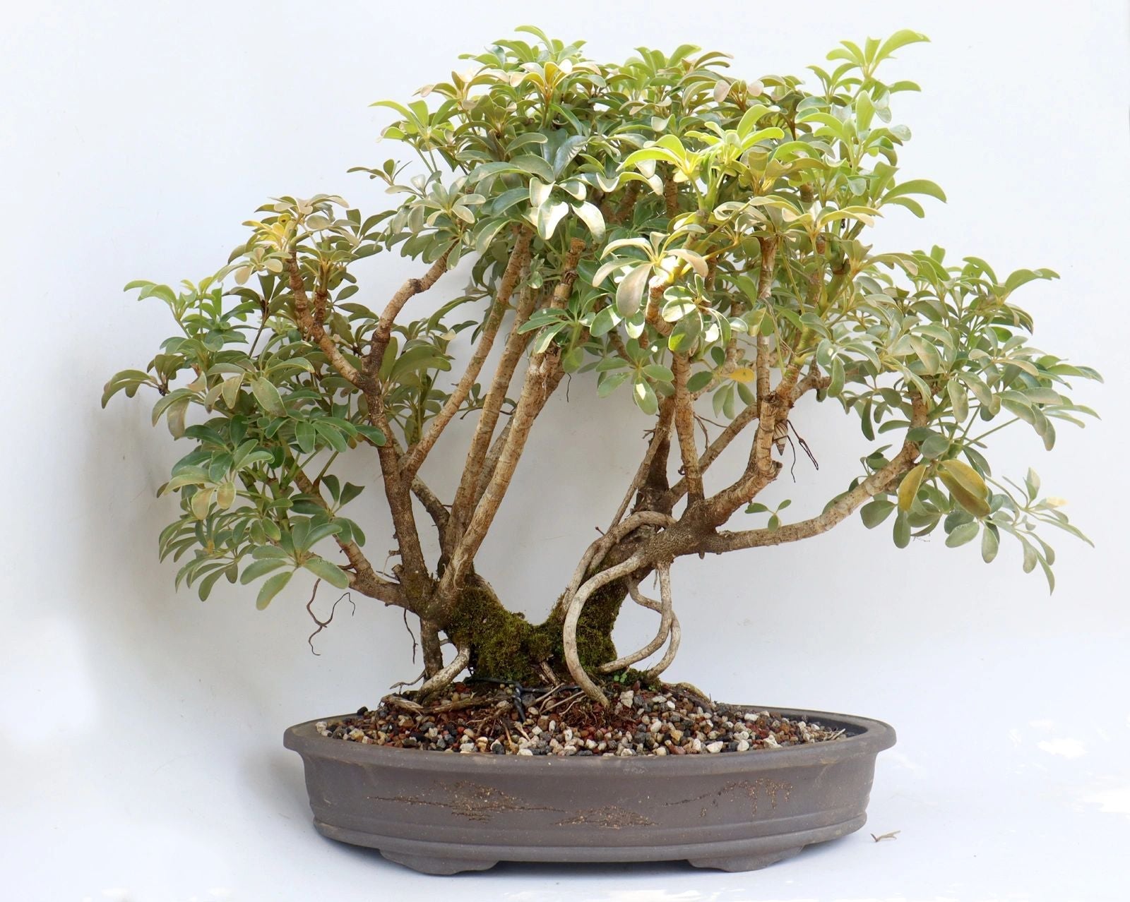 Schefflera arboricola in a 16 inch pot