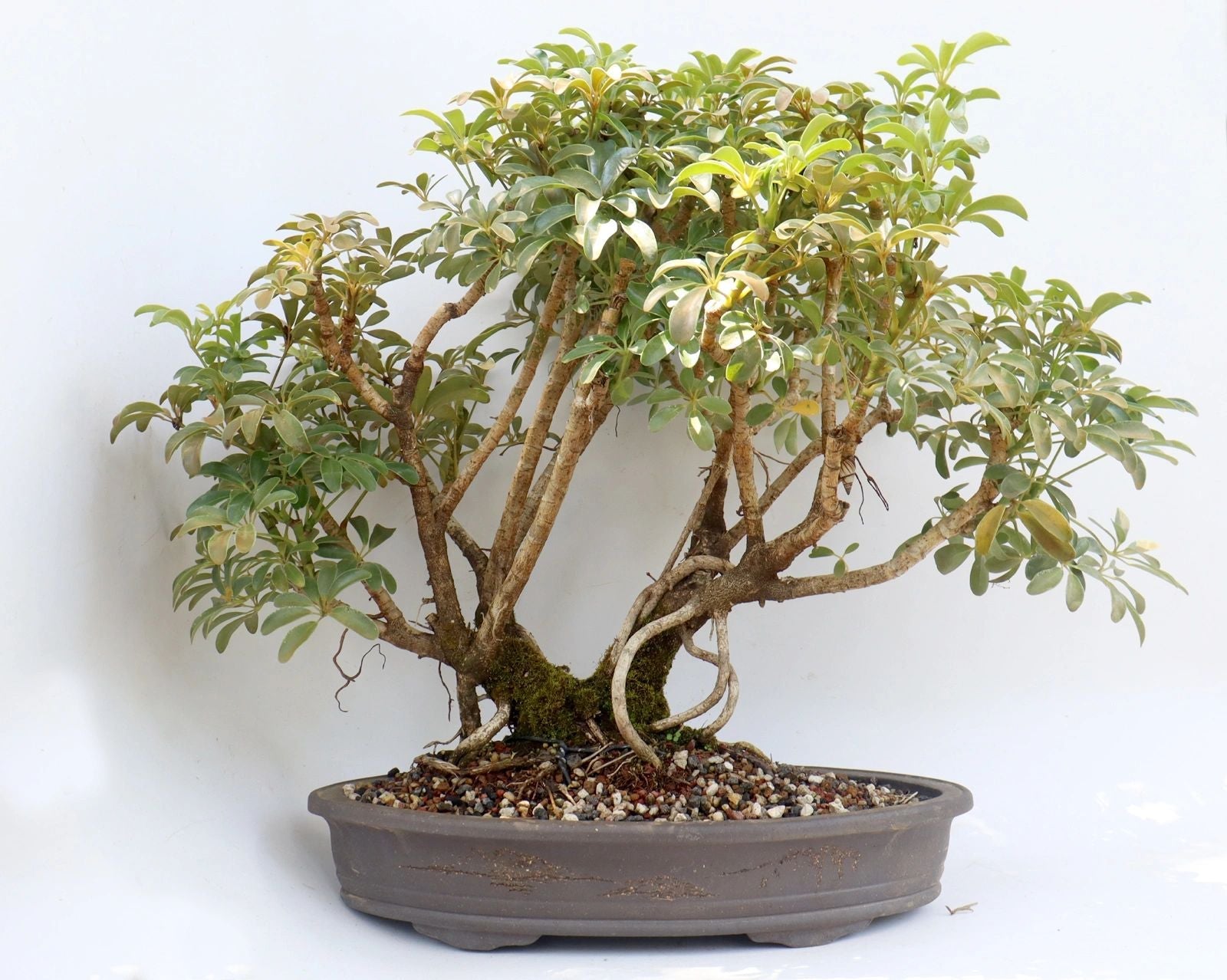 Schefflera arboricola in a 16 inch pot