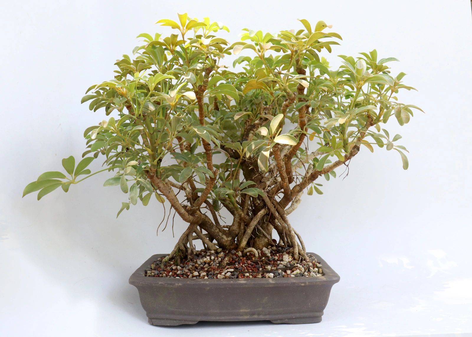 Schefflera arboricola in a 12 inch pot