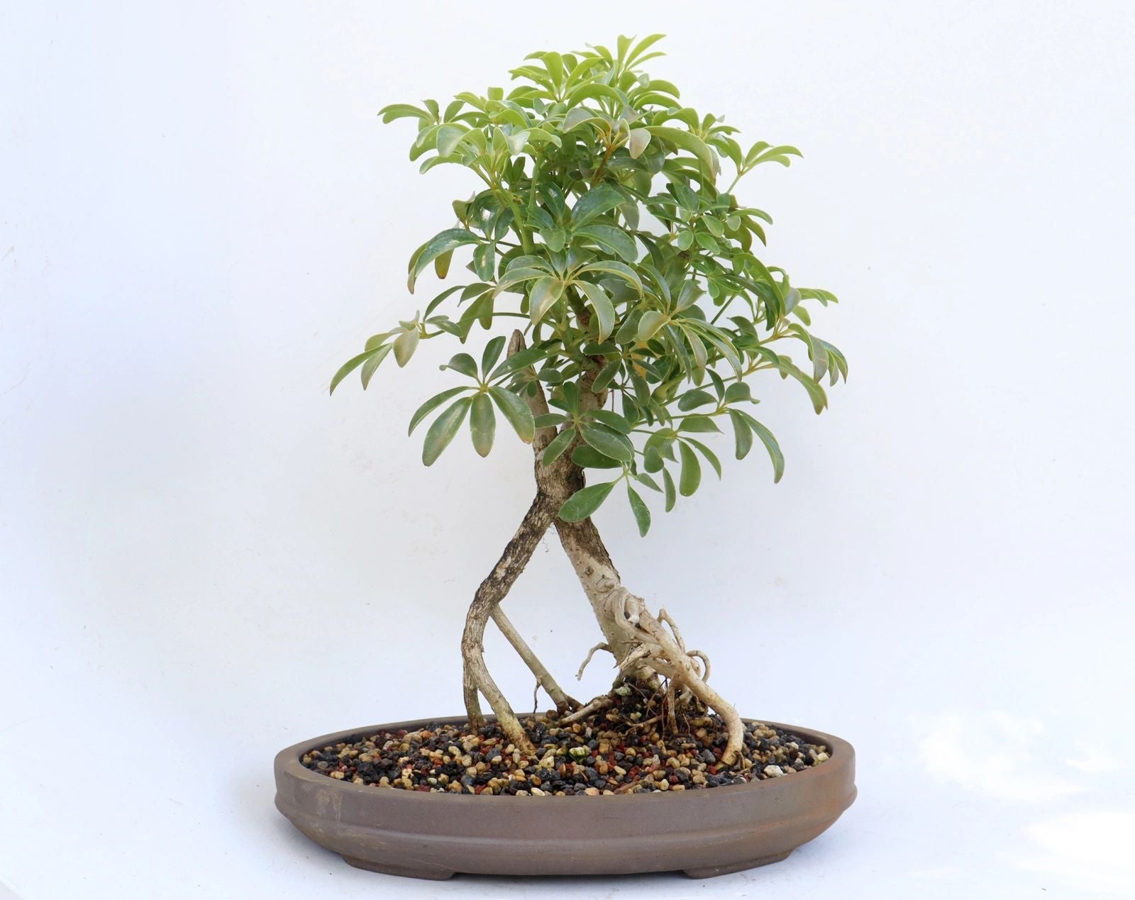 Schefflera arboricola in a 12.5 inch pot