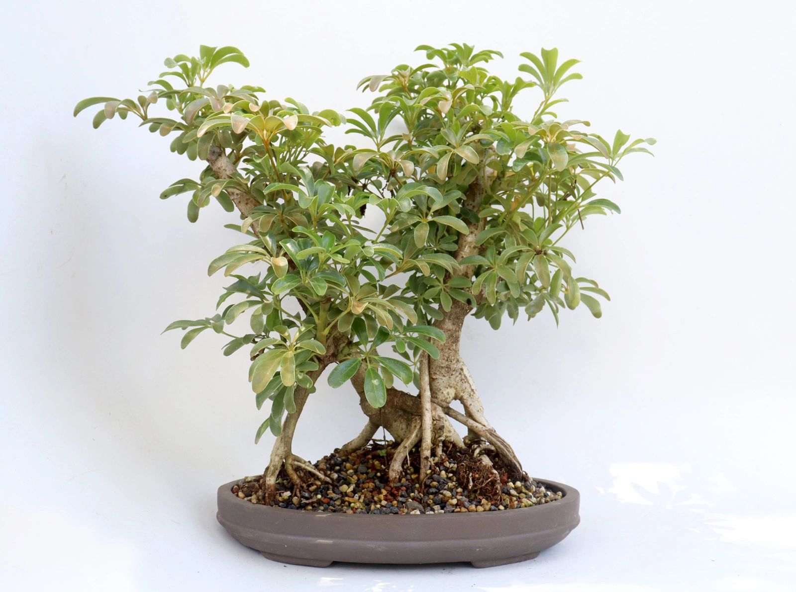 Schefflera arboricola in a 12 inch pot