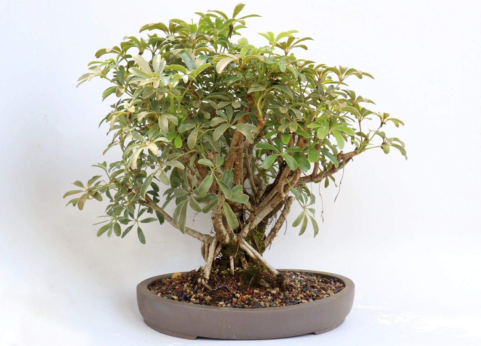 Schefflera arboricola in a 13.5 inch pot