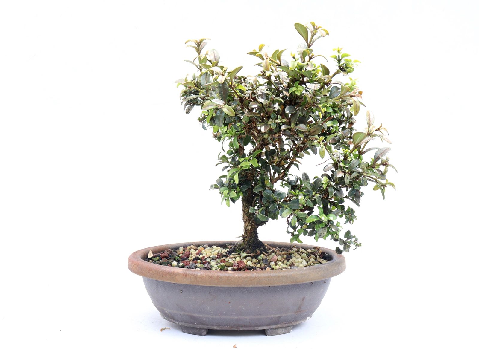 Kingsville Dwarf Boxwood in a training container (Assorted)