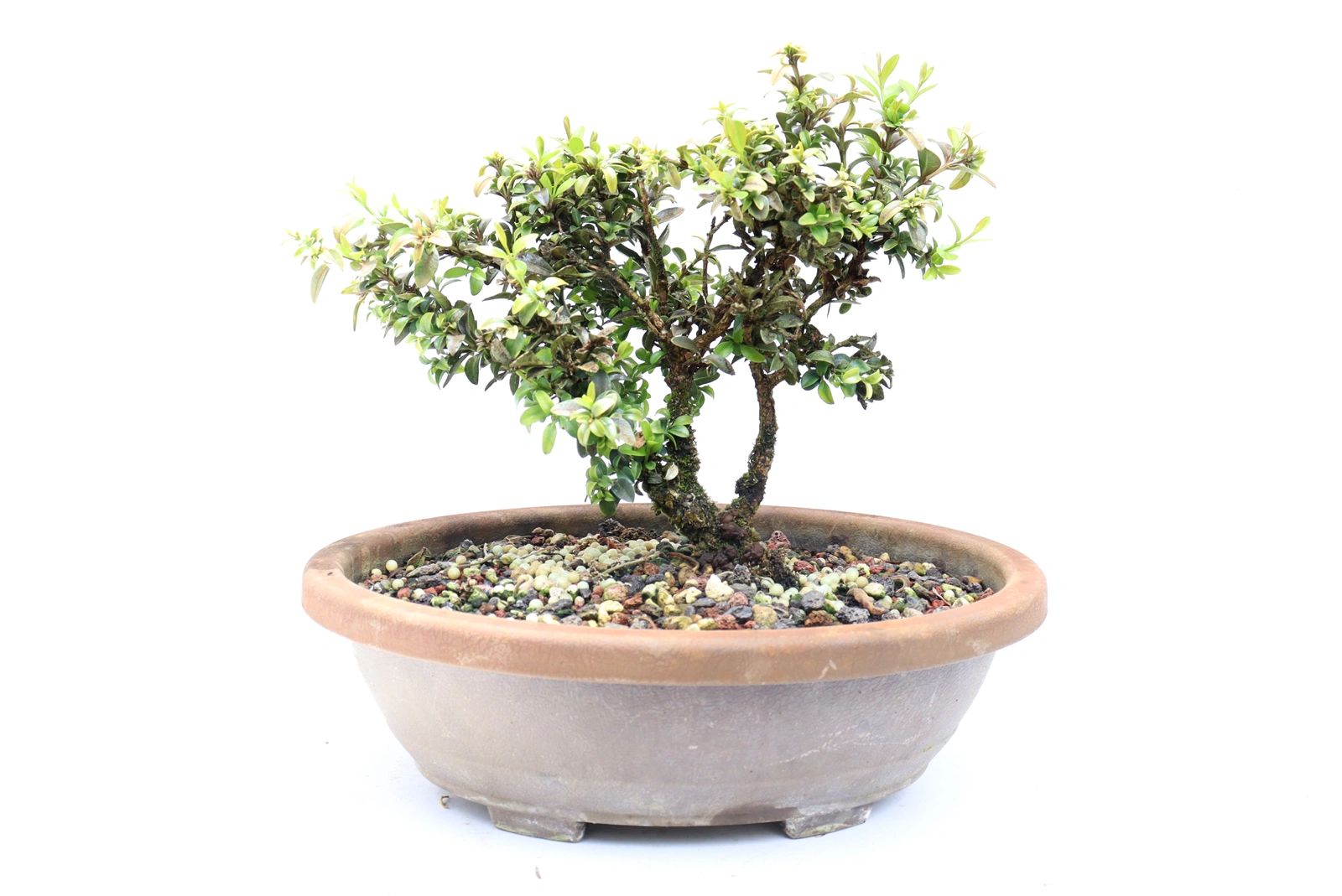 Kingsville Dwarf Boxwood in a 9.5 inch training container (Assorted)