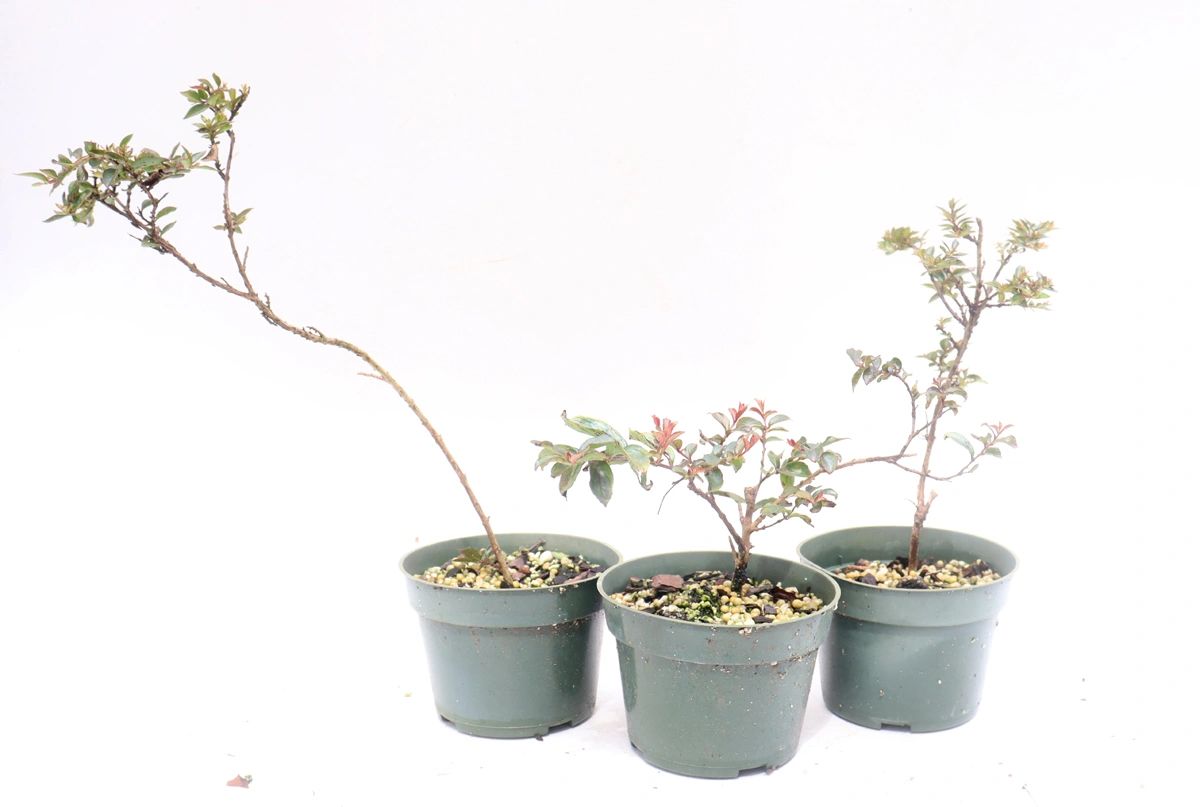 Assorted Crepe Myrtle Cuttings