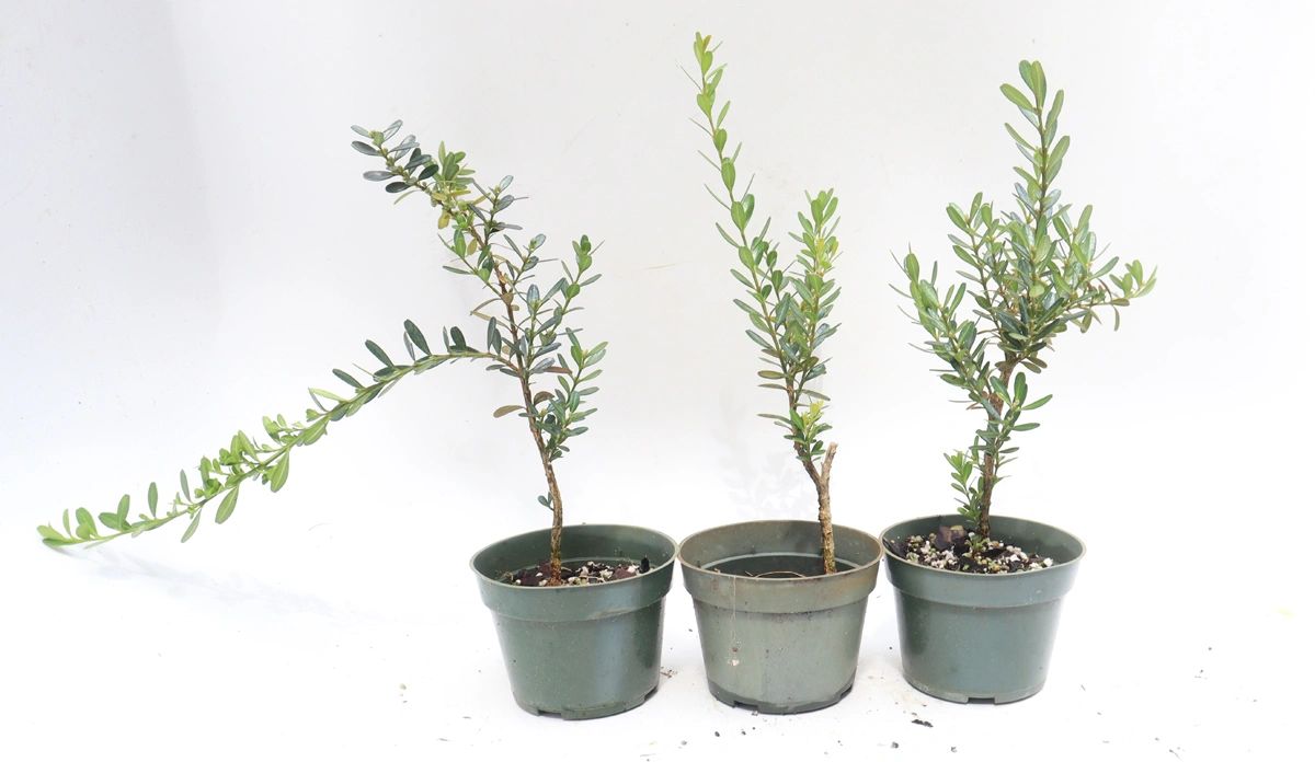 Assorted Harland Boxwood Cuttings in Four Inch Plastic Pots