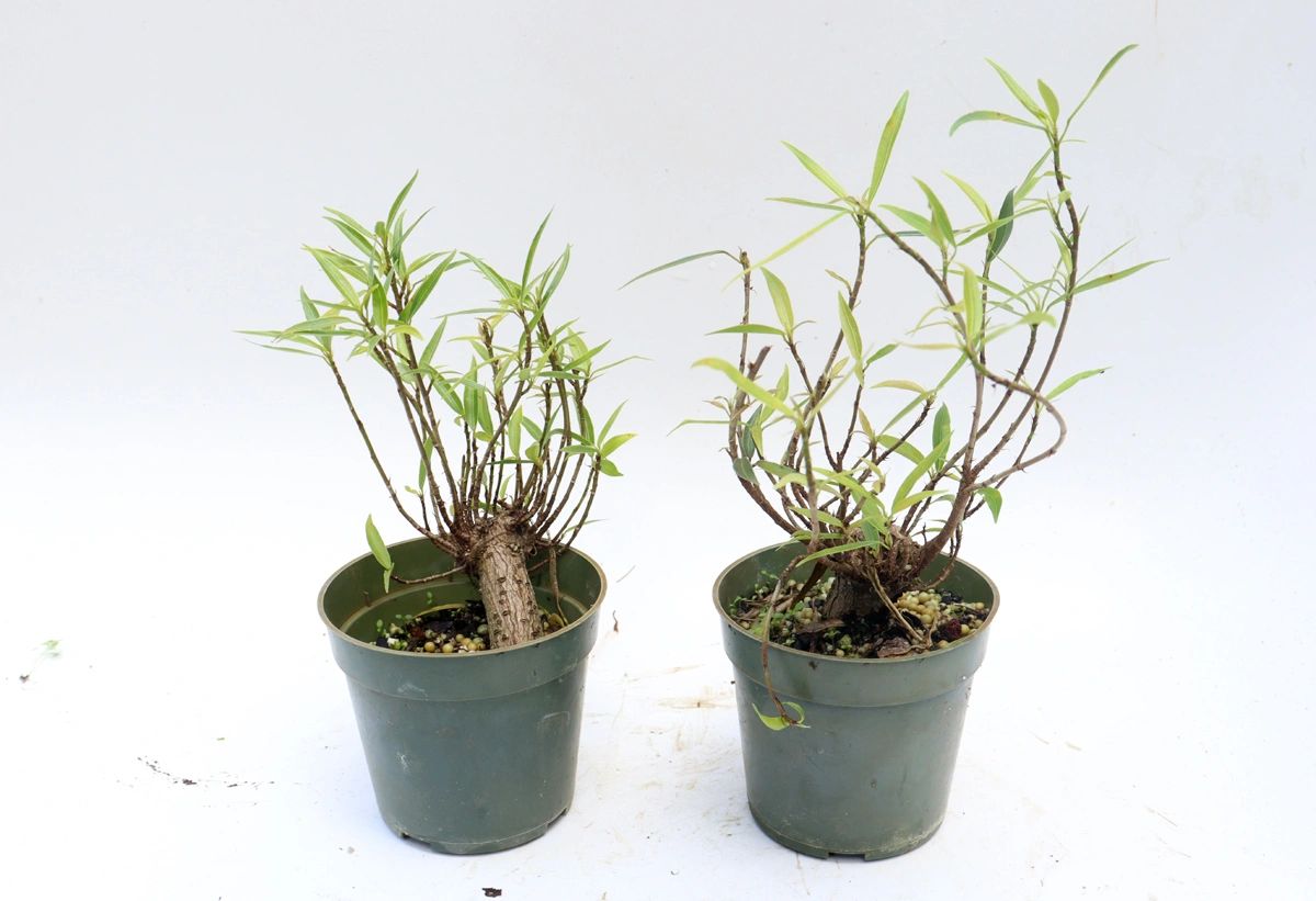 Assorted Willow Leaf Ficus Cuttings in 4 inch pots