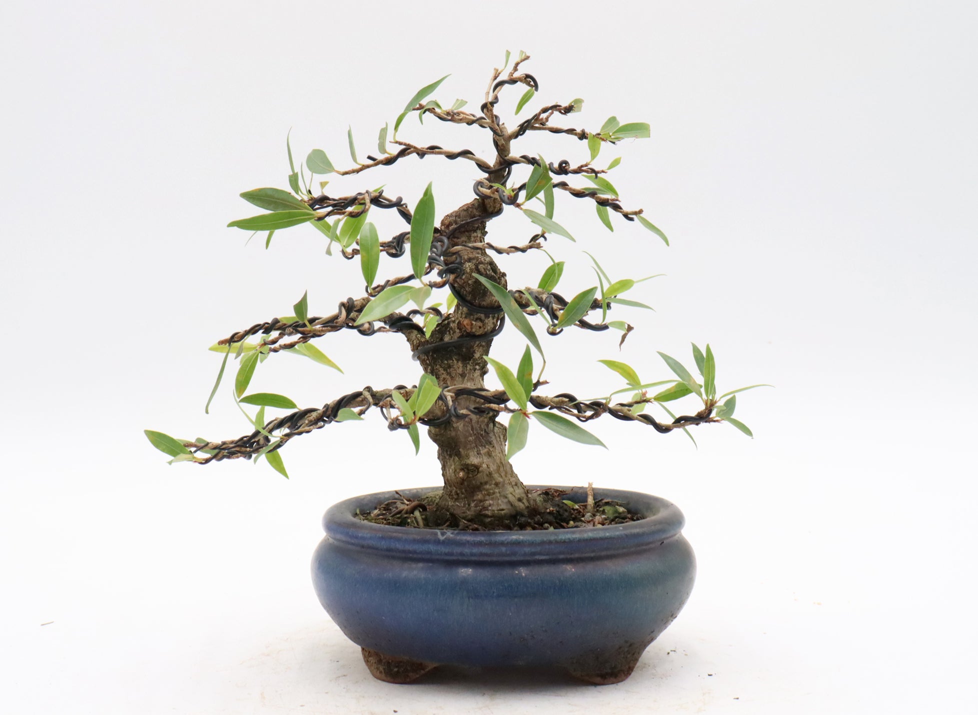 Shohin Bonsai