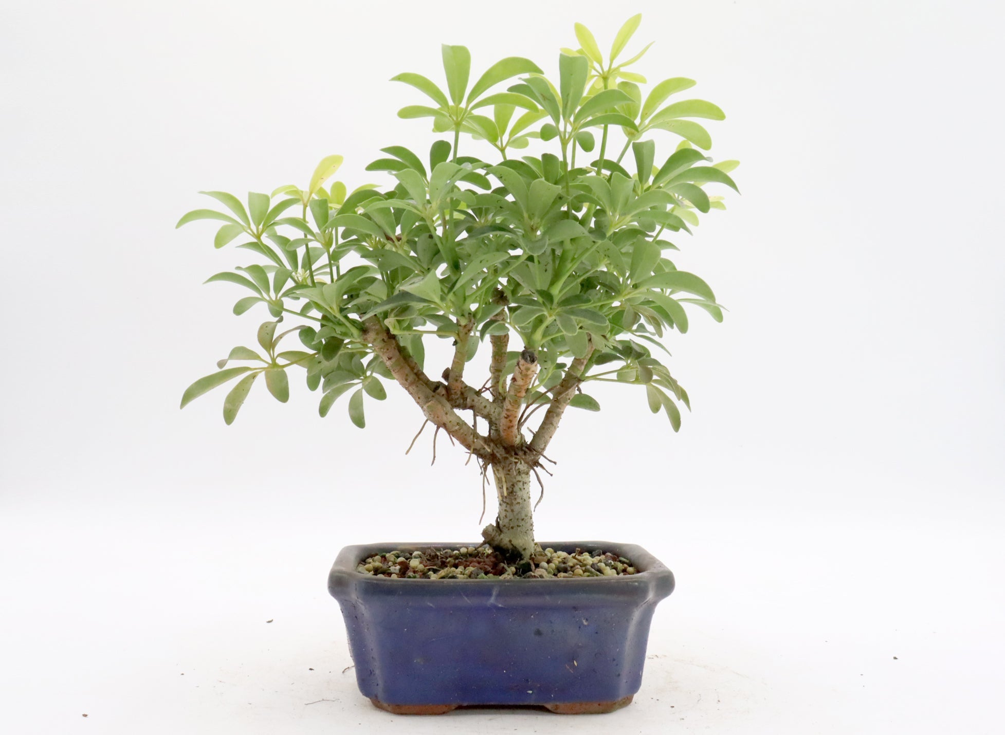 Starter Bonsai Trees