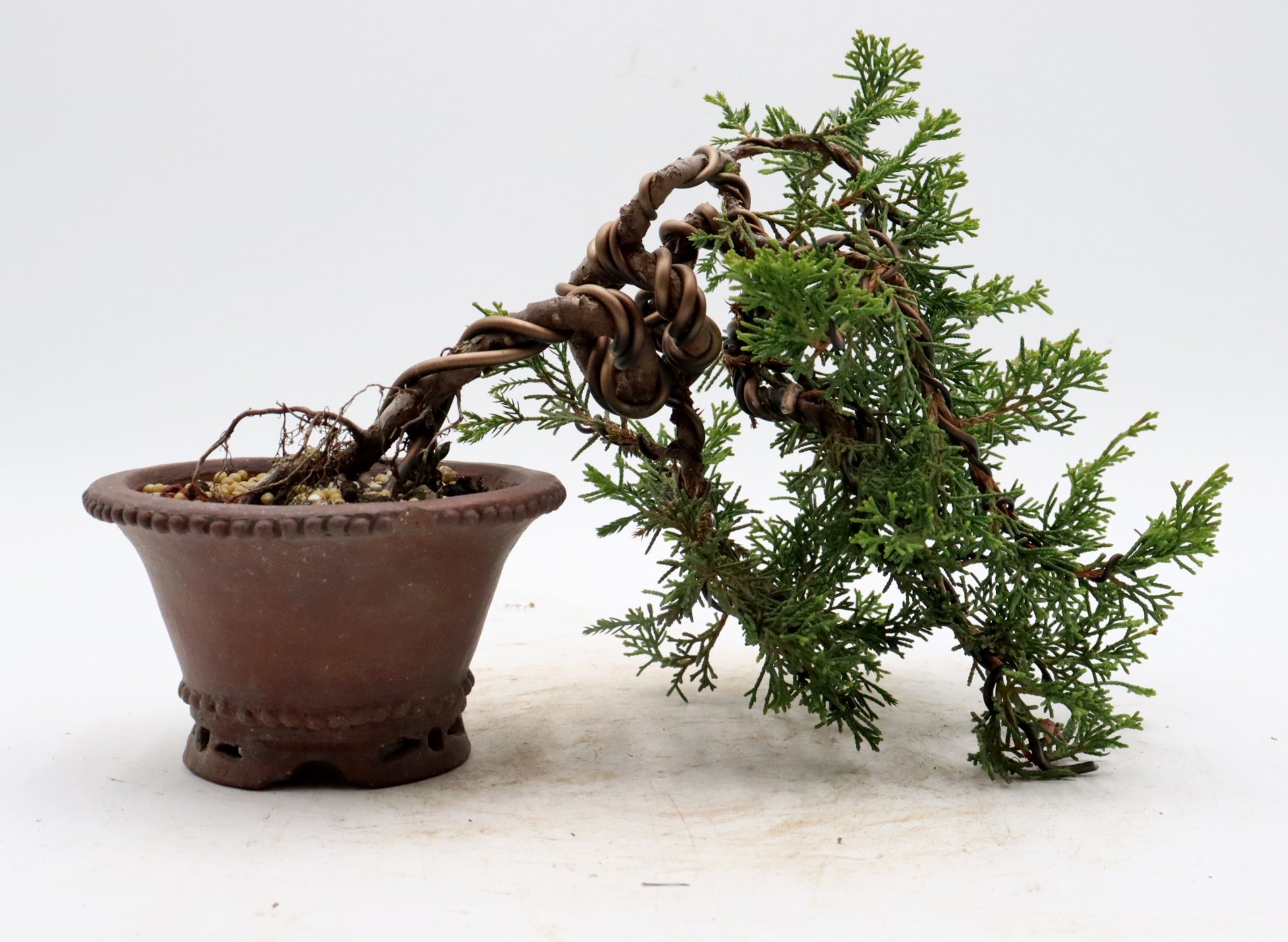 Junipers