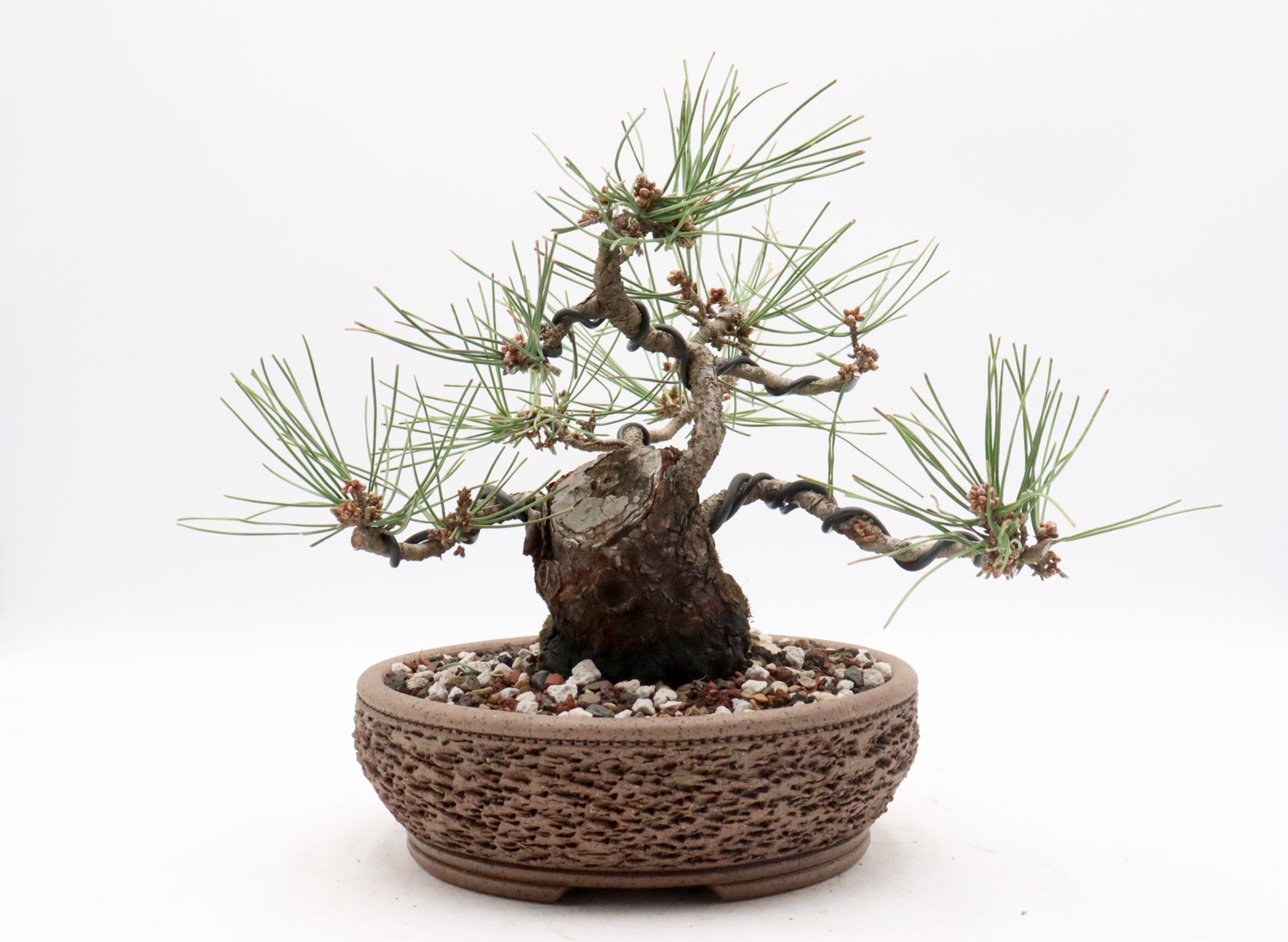 Bonsai Trees