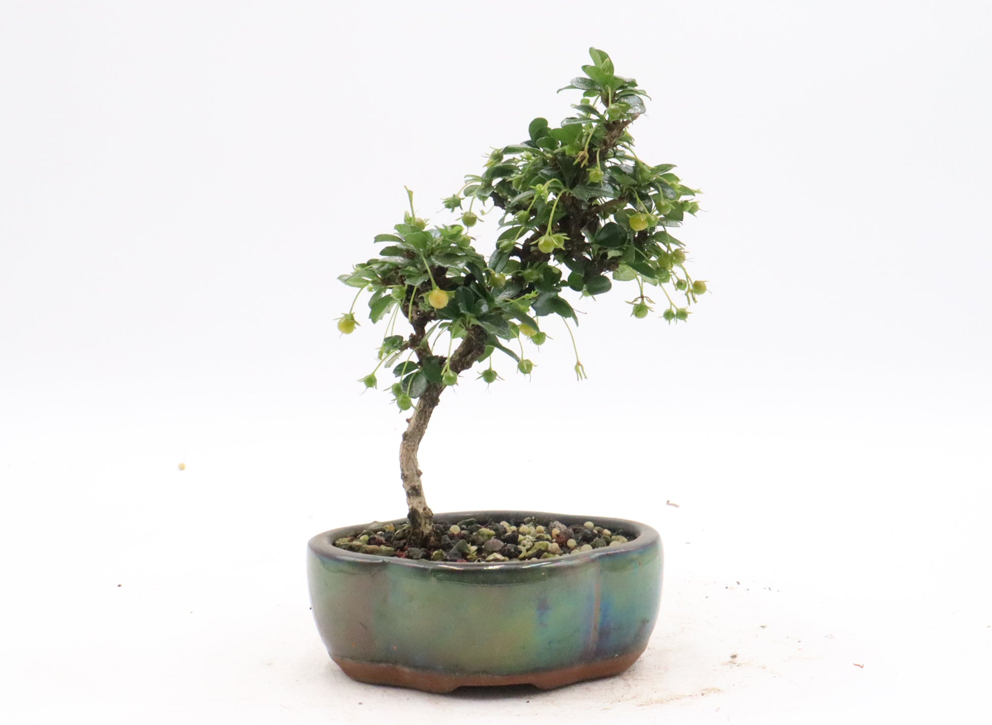 Bonsai Trees and Supplies Under $100