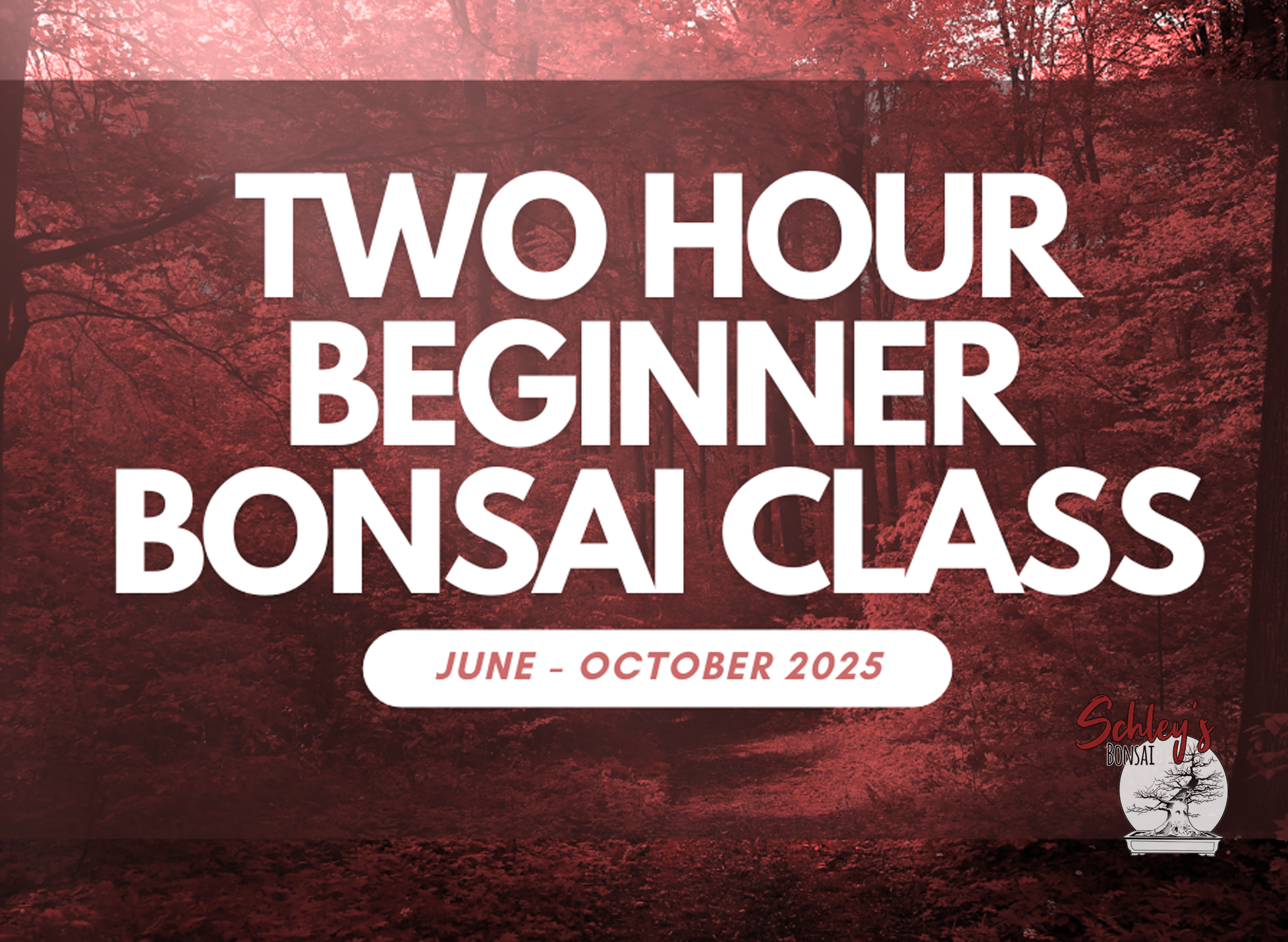 Two Hour Beginner Bonsai Class