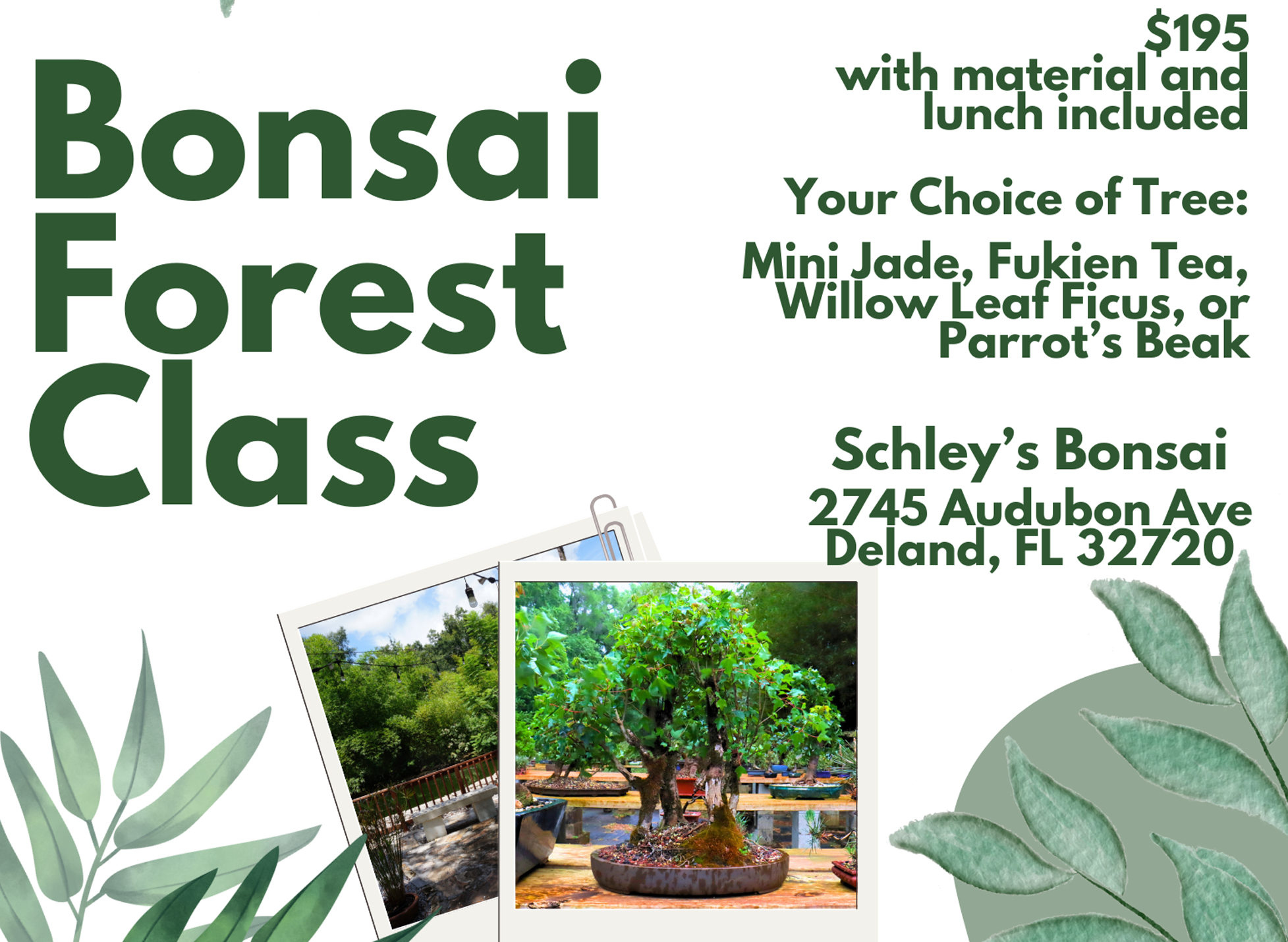 Bonsai Forest Class - Saturday, August 10th @ 9AM