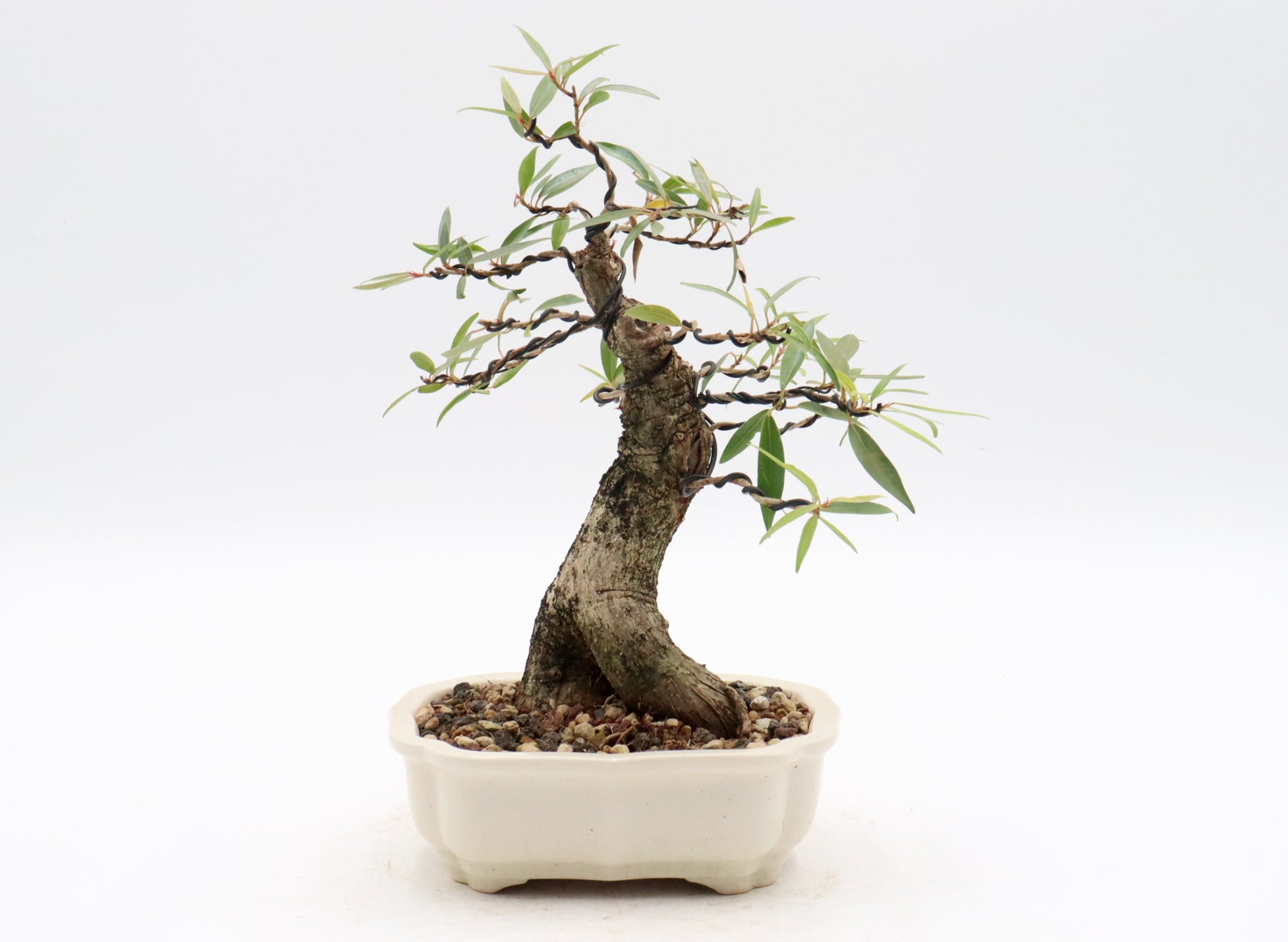 Willow Leaf Ficus in a Six Inch Yixing Container