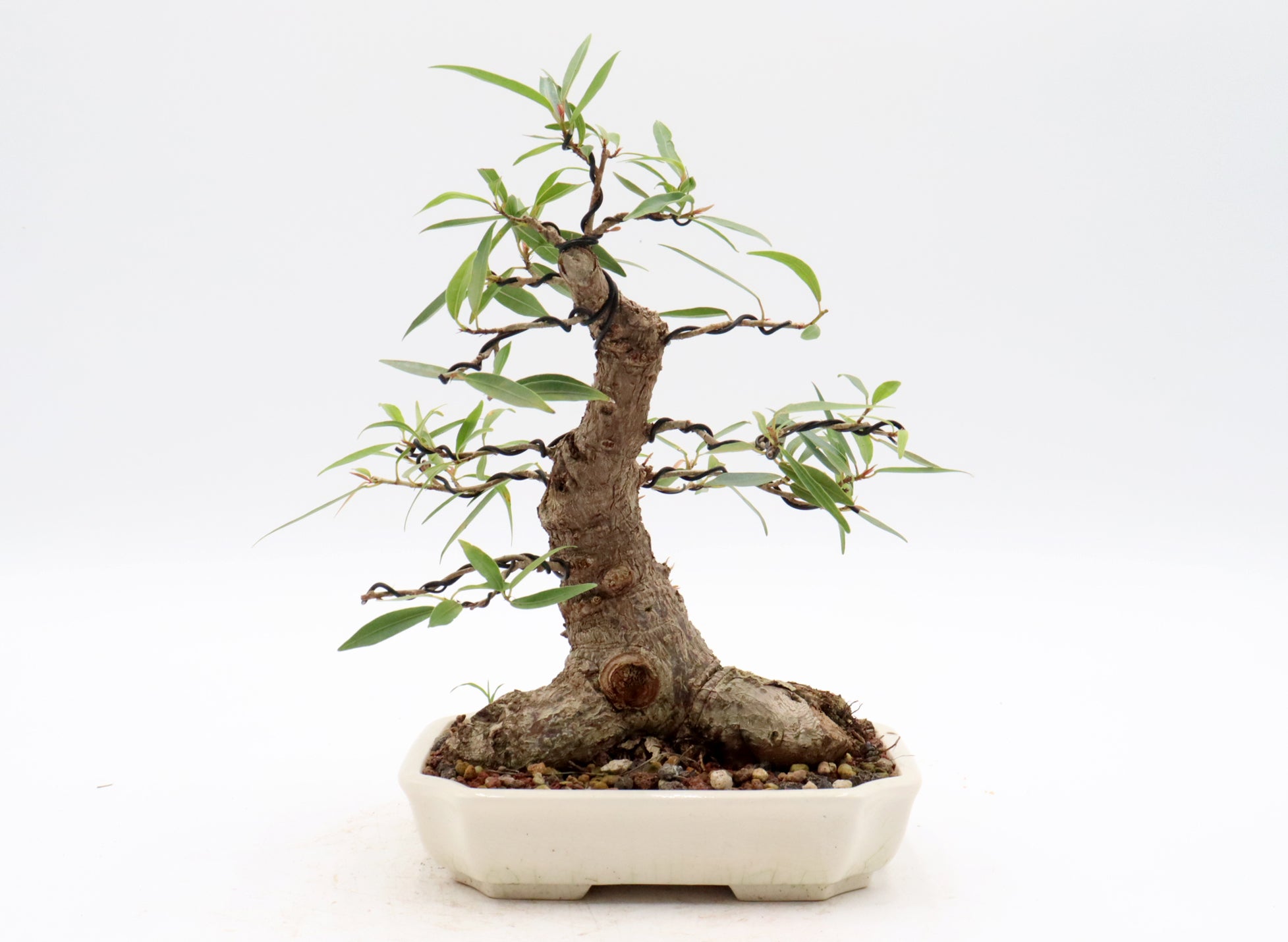 Willow Leaf Ficus in a Yixing Container