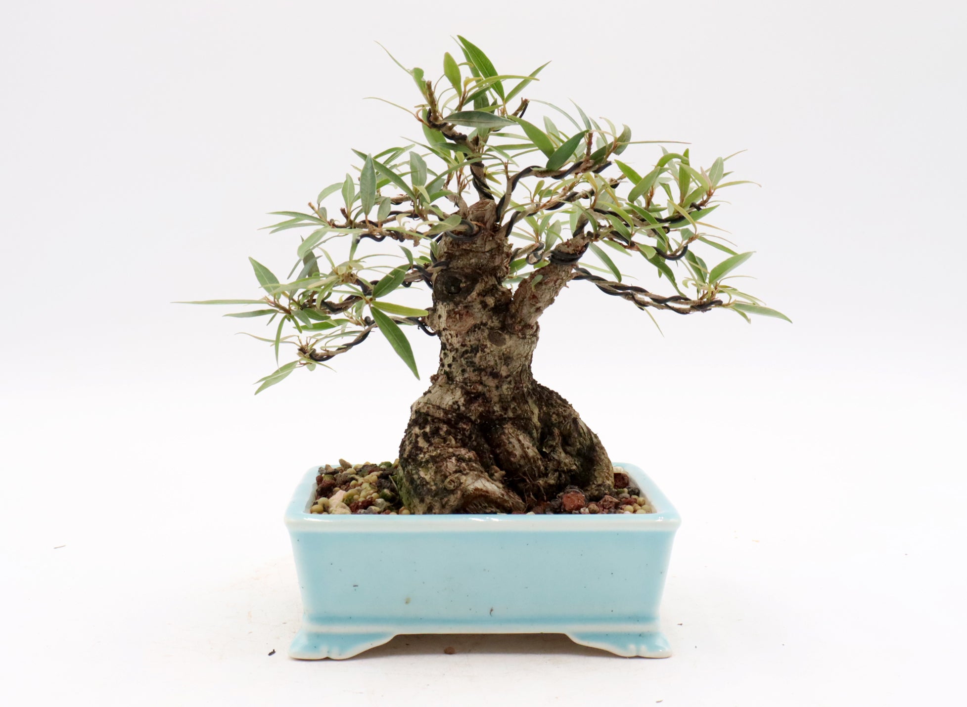 Willow Leaf Ficus in a Yixing Container