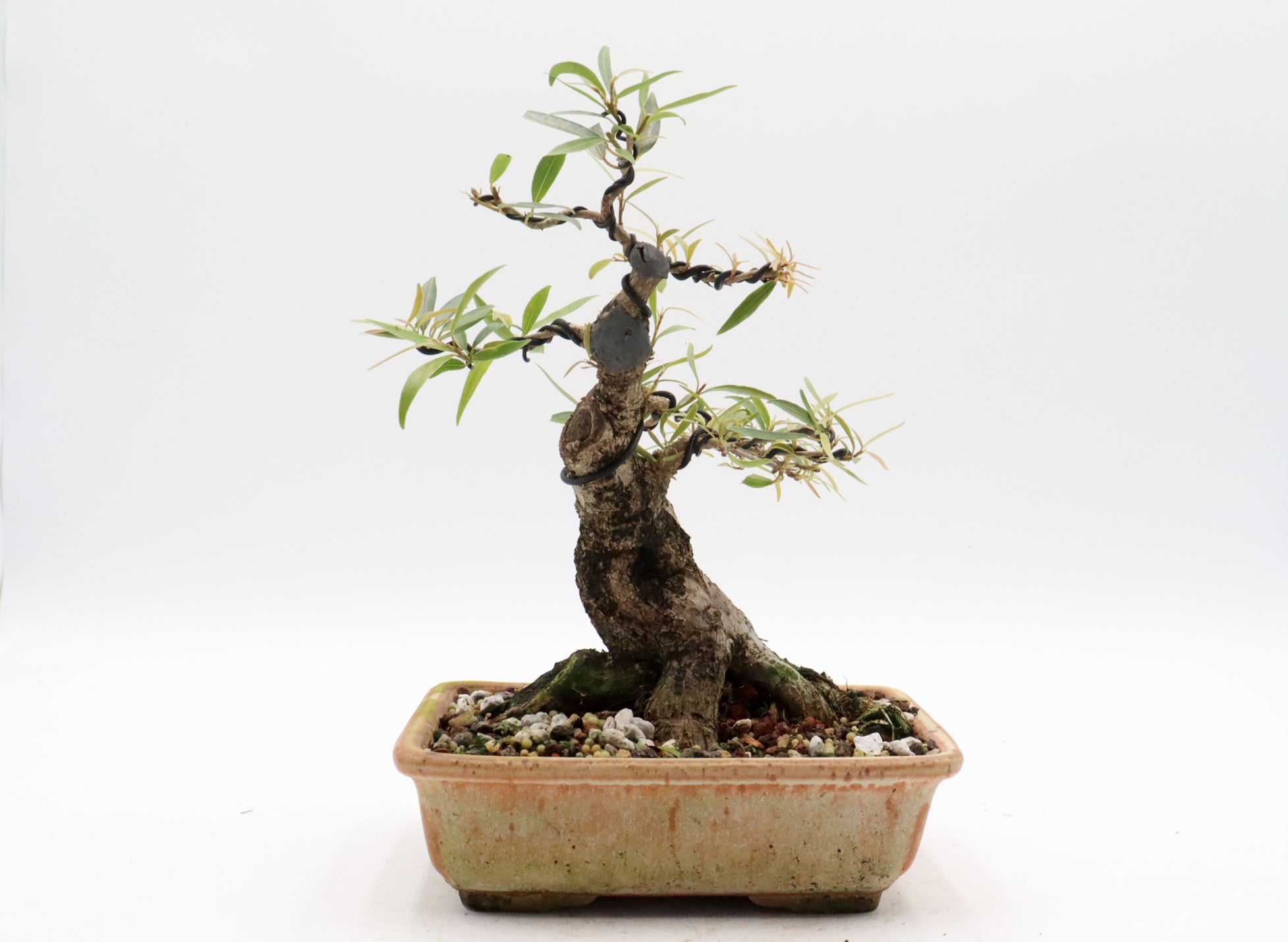 Willow Leaf Ficus in a Jepson Pot