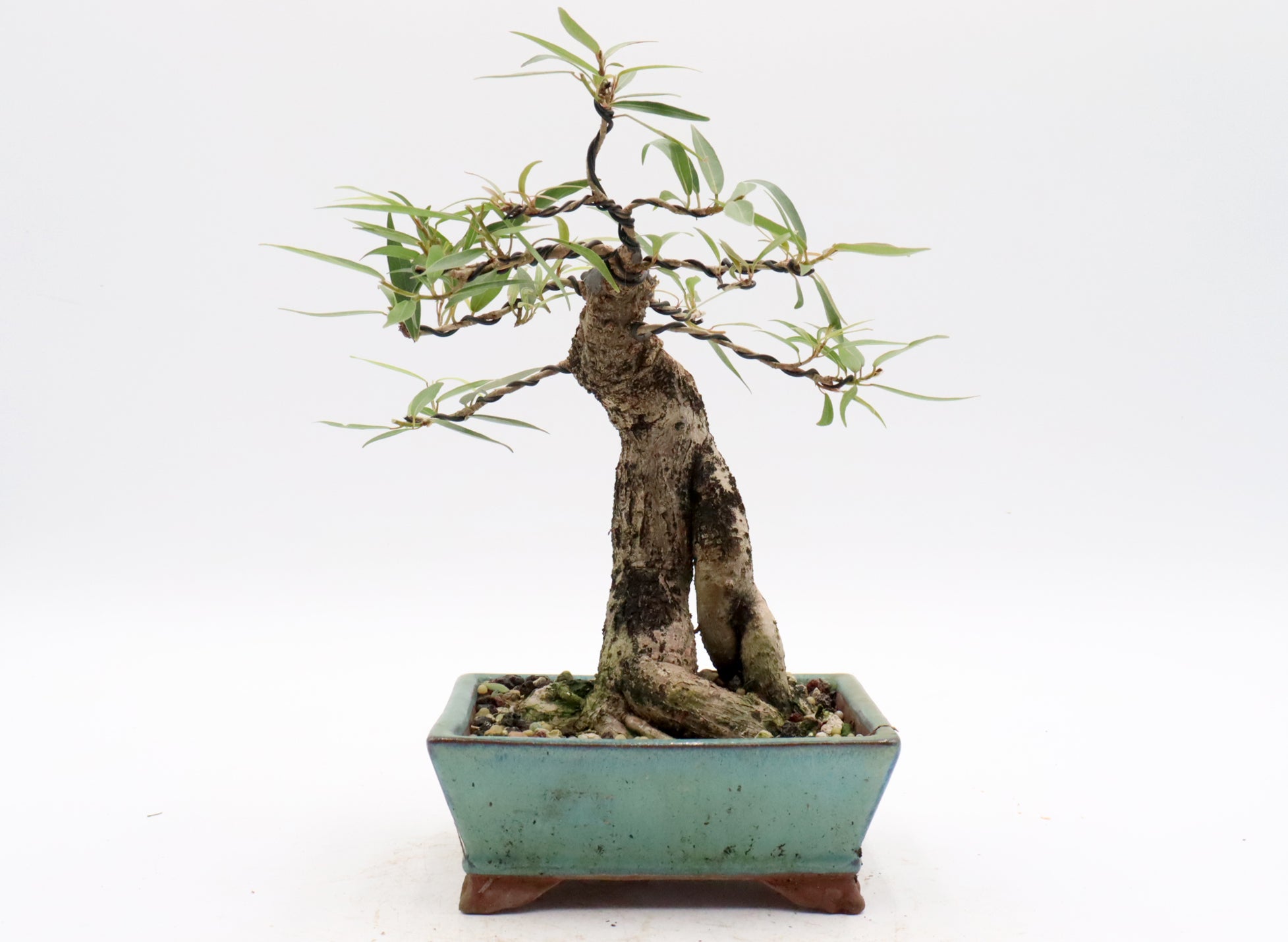 Willow leaf Ficus in a Korean Pot