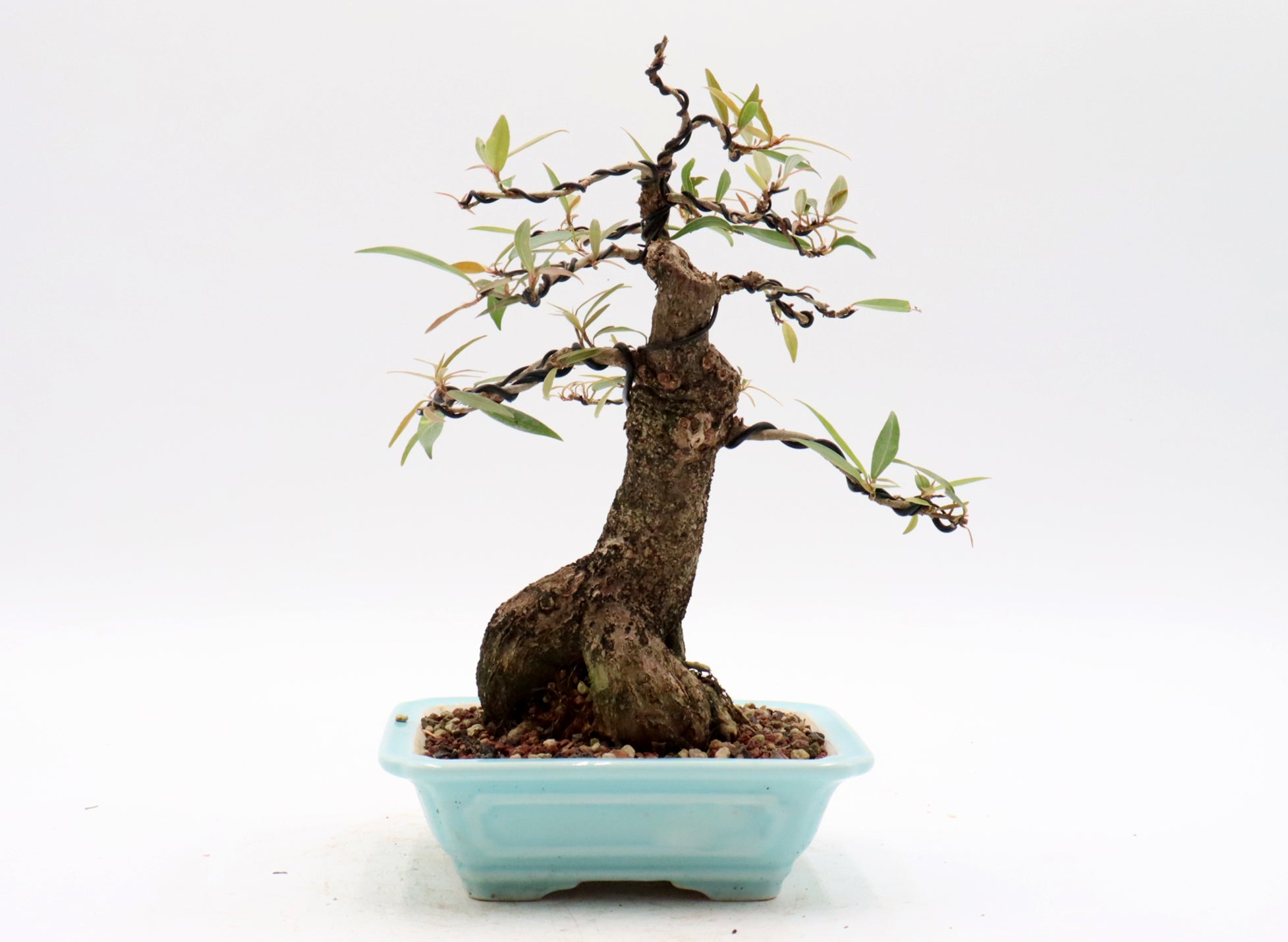 Willow Leaf Ficus in an Exhibition Quality Yixing Container