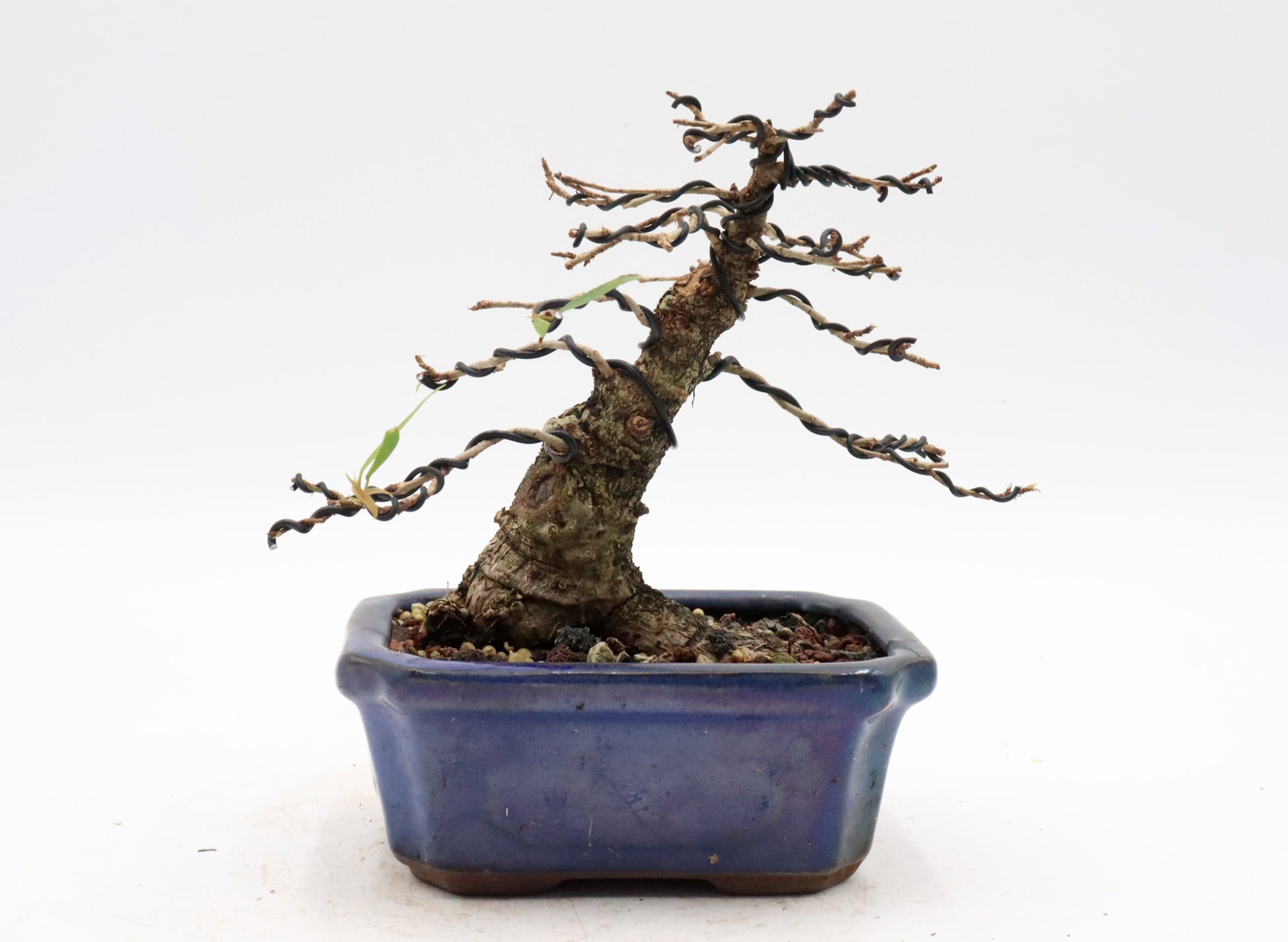 Willow Leaf Ficus in a Glazed Container