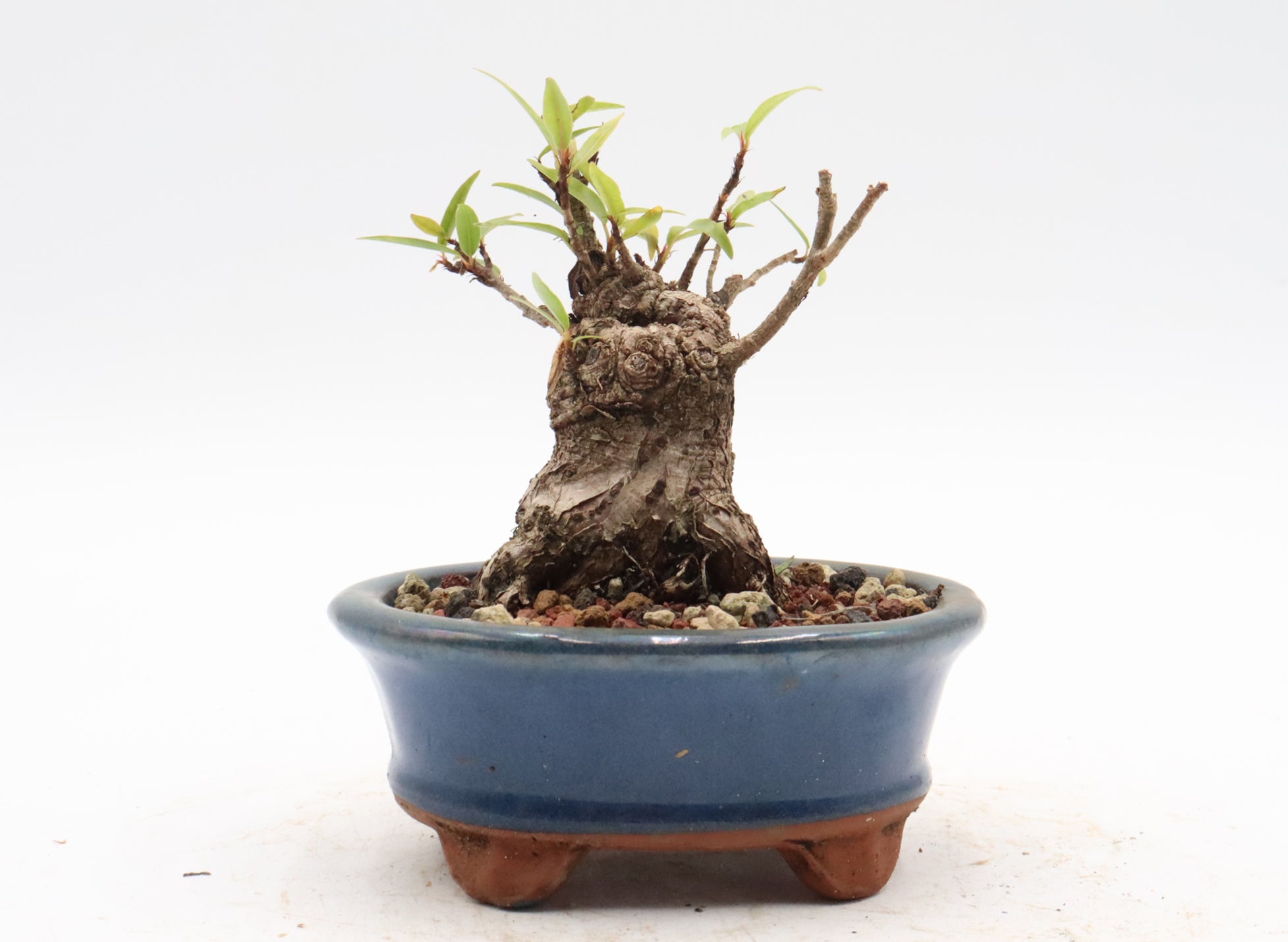 Willow Leaf Ficus in a Blue Chinese Pot