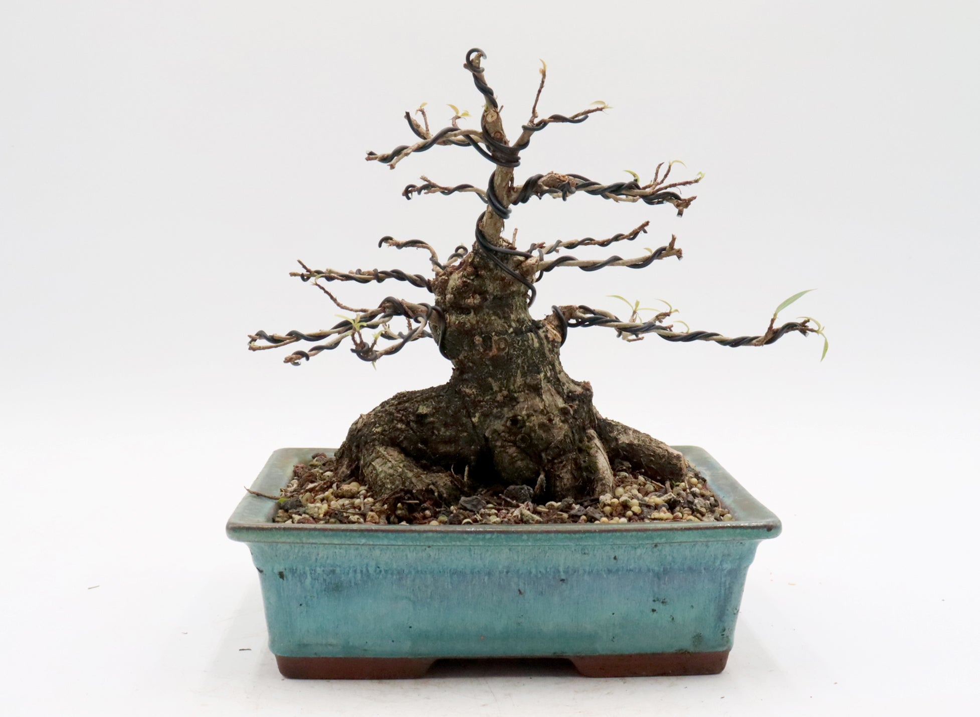 Willow Leaf Ficus in a Glazed Korean Container