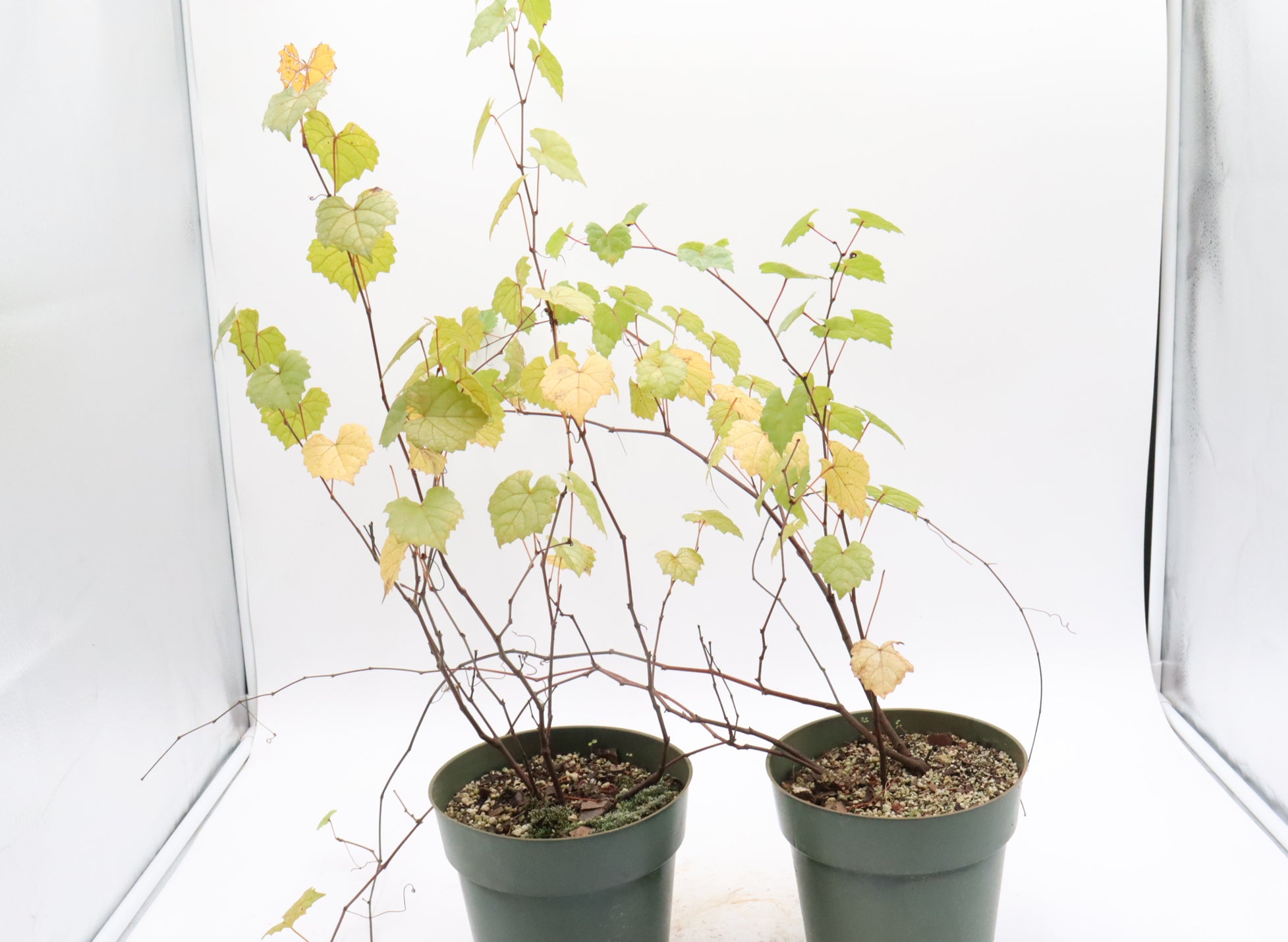 Assorted Muscadine Grapevine Cuttings in Six Inch Pots - Bulk Pricing Available