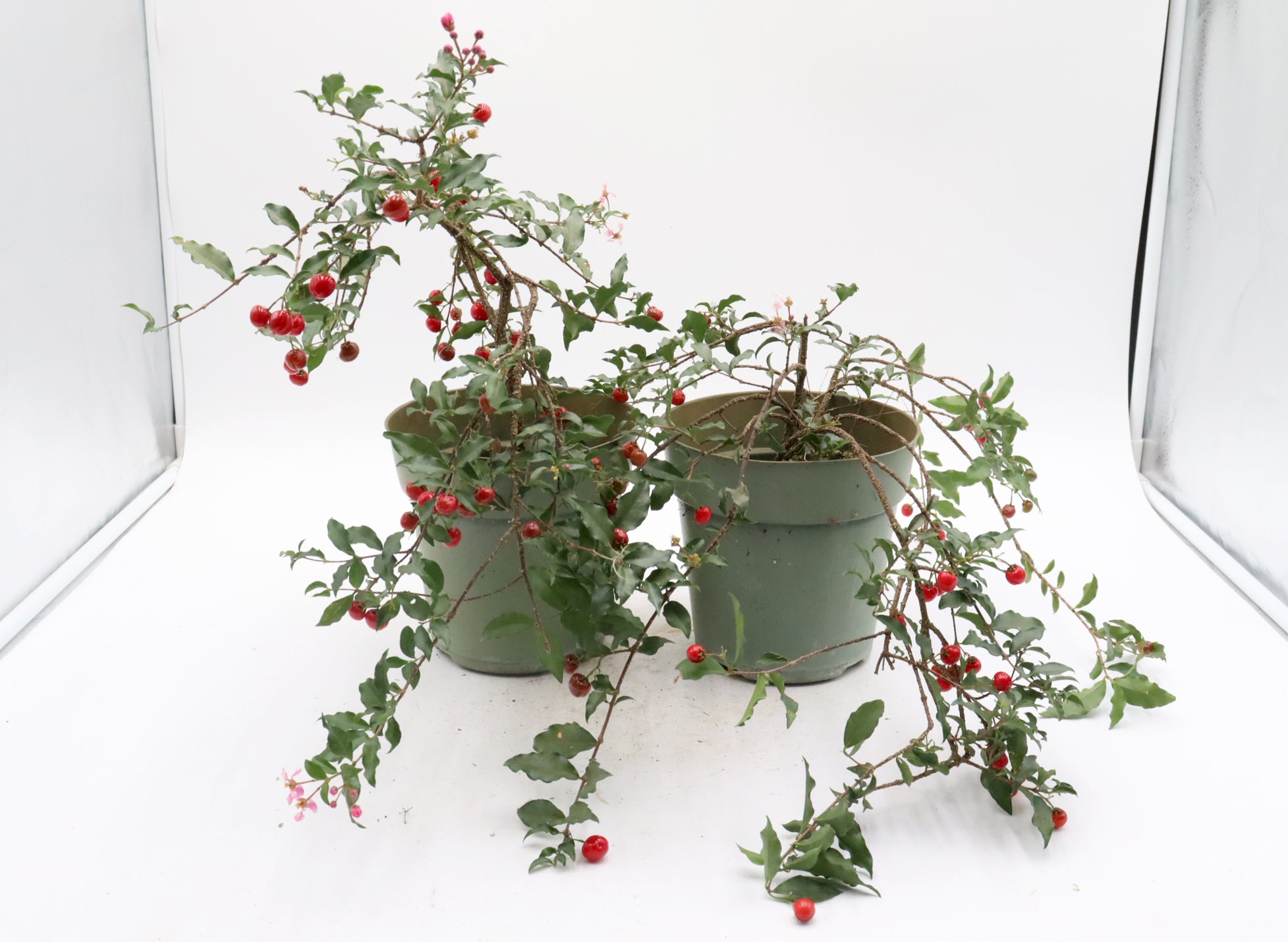 Assorted Dwarf Barbados Cherry Cuttings in Six Inch Pots - Bulk Pricing Available