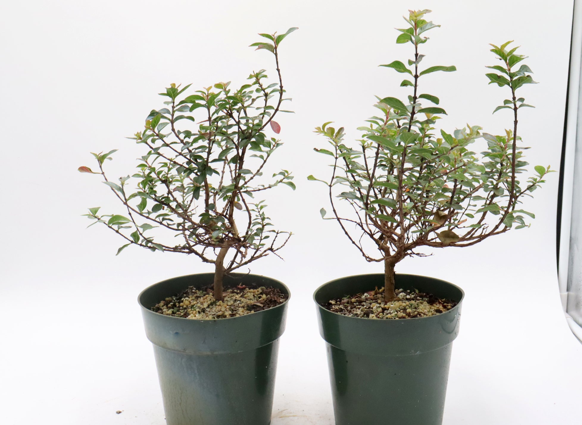 Assorted Pokomoke Crepe Myrtle Cuttings in Six Inch Pots - Bulk Pricing Available