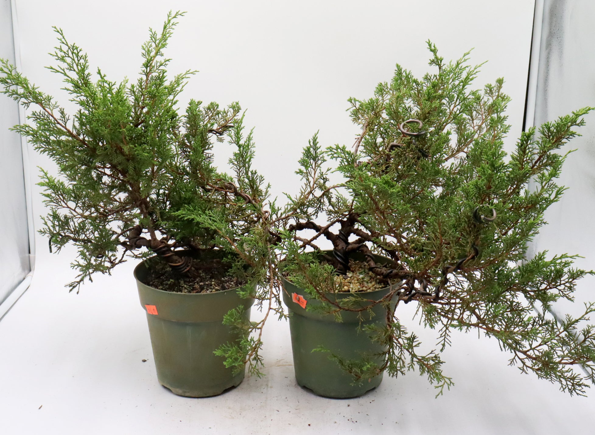 Assorted Wired Itoigawa Juniper Cuttings in Six Inch Pots - Bulk Pricing Available