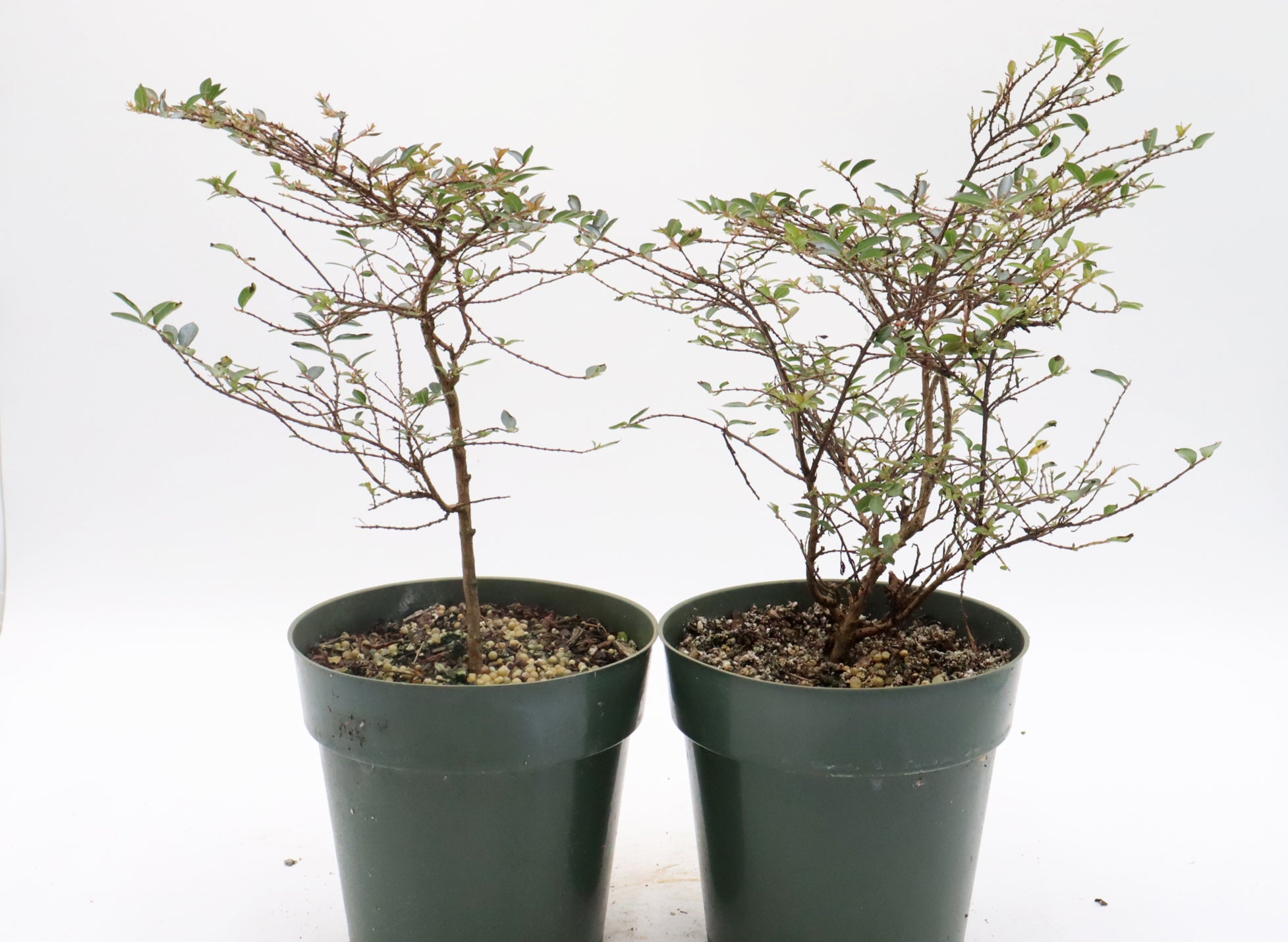 Assorted Chickasaw Crepe Myrtle Cuttings in Six Inch Pots - Bulk Pricing Available