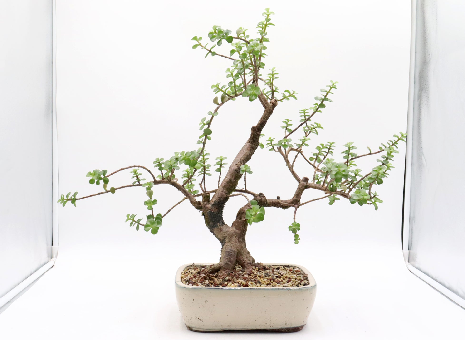 Mini Jade Pre-Bonsai (Portulacaria afra) in a Nine Inch Pot