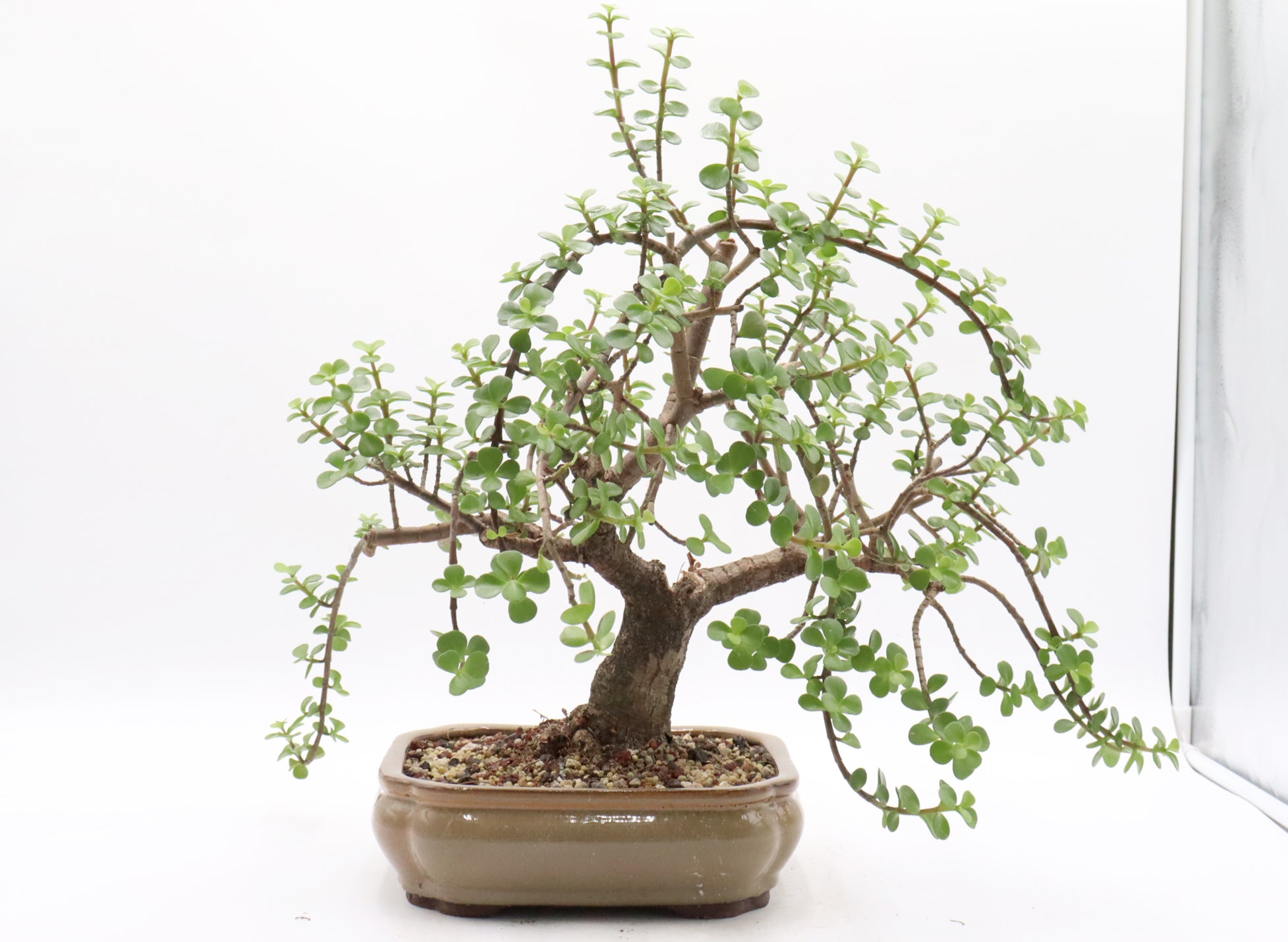 Mini Jade Pre-Bonsai (Portulacaria Afra) in a Nine Inch Pot