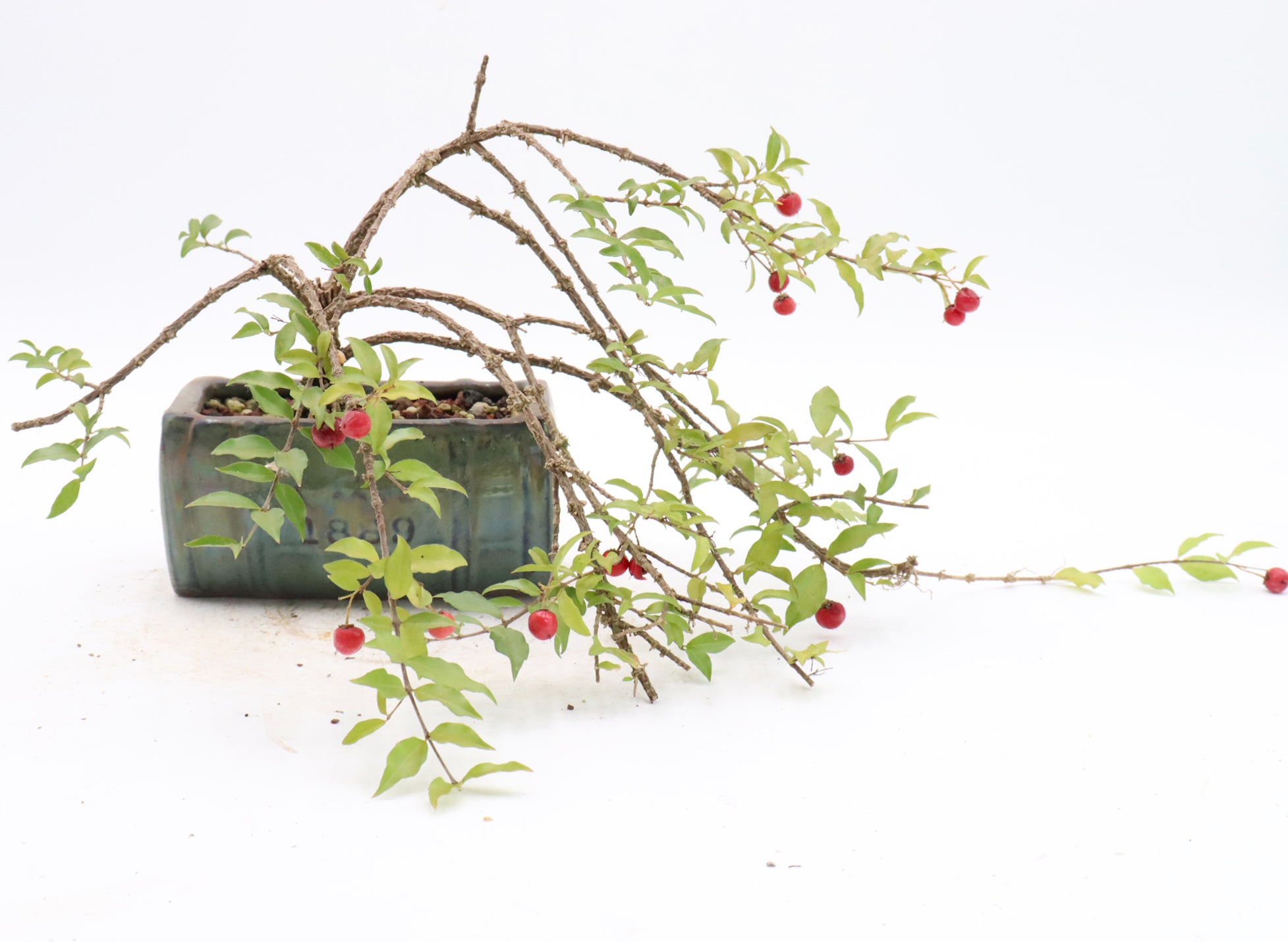 Assorted Dwarf Barbados Cherry Starter Bonsai