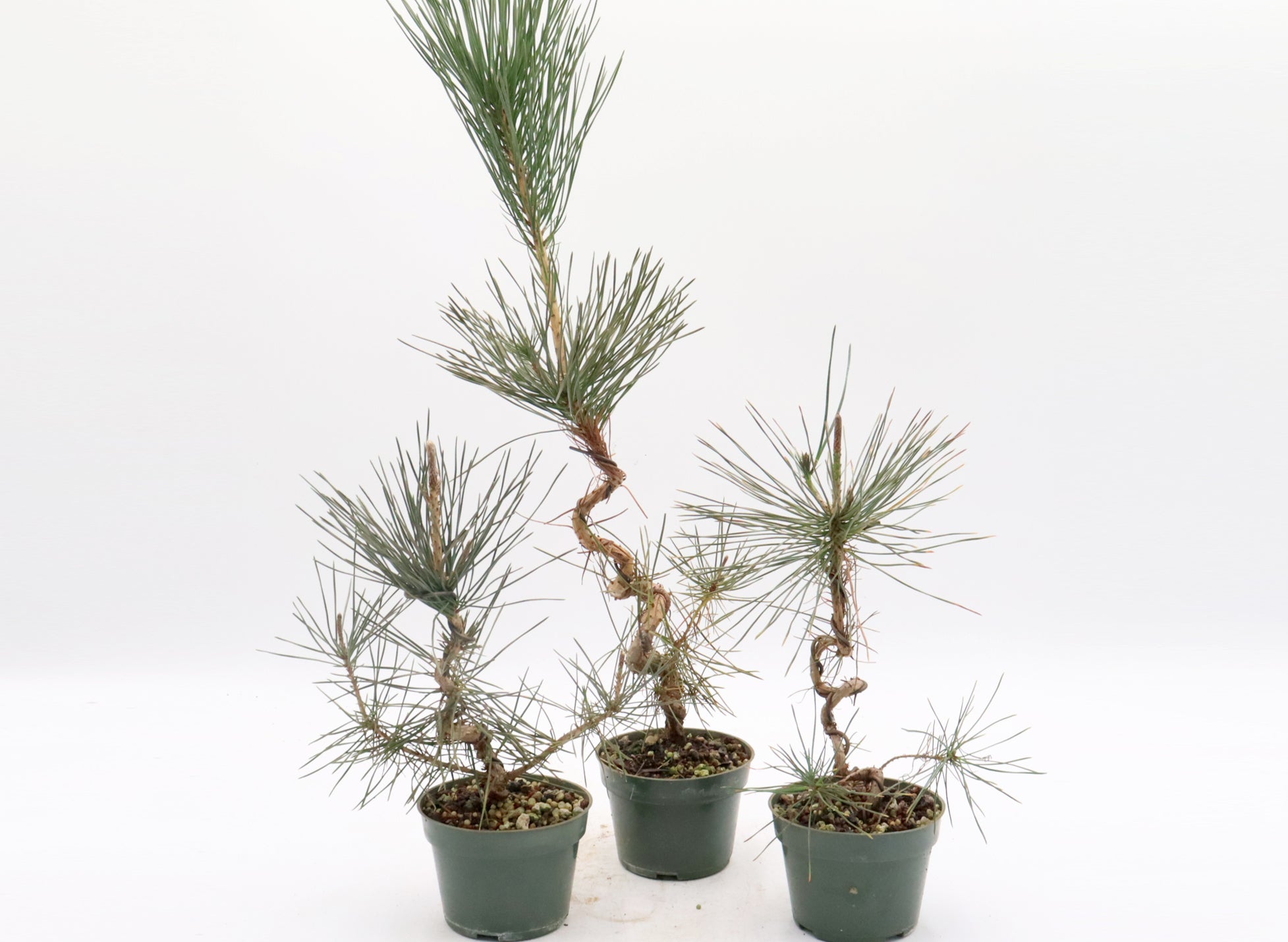 Assorted Wired Japanese Black Pine Seedlings in Four Inch Plastic Pots