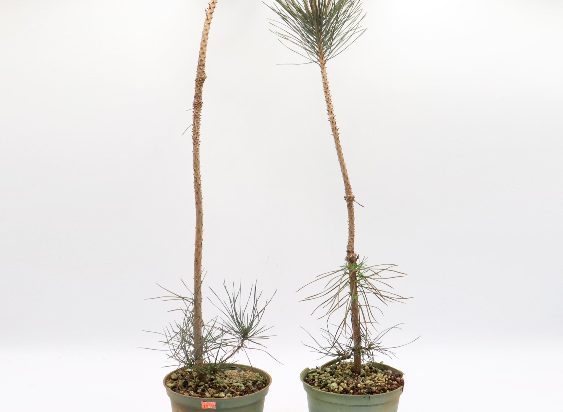 Assorted Japanese Black Pine Seedlings in Six Inch Plastic Pots