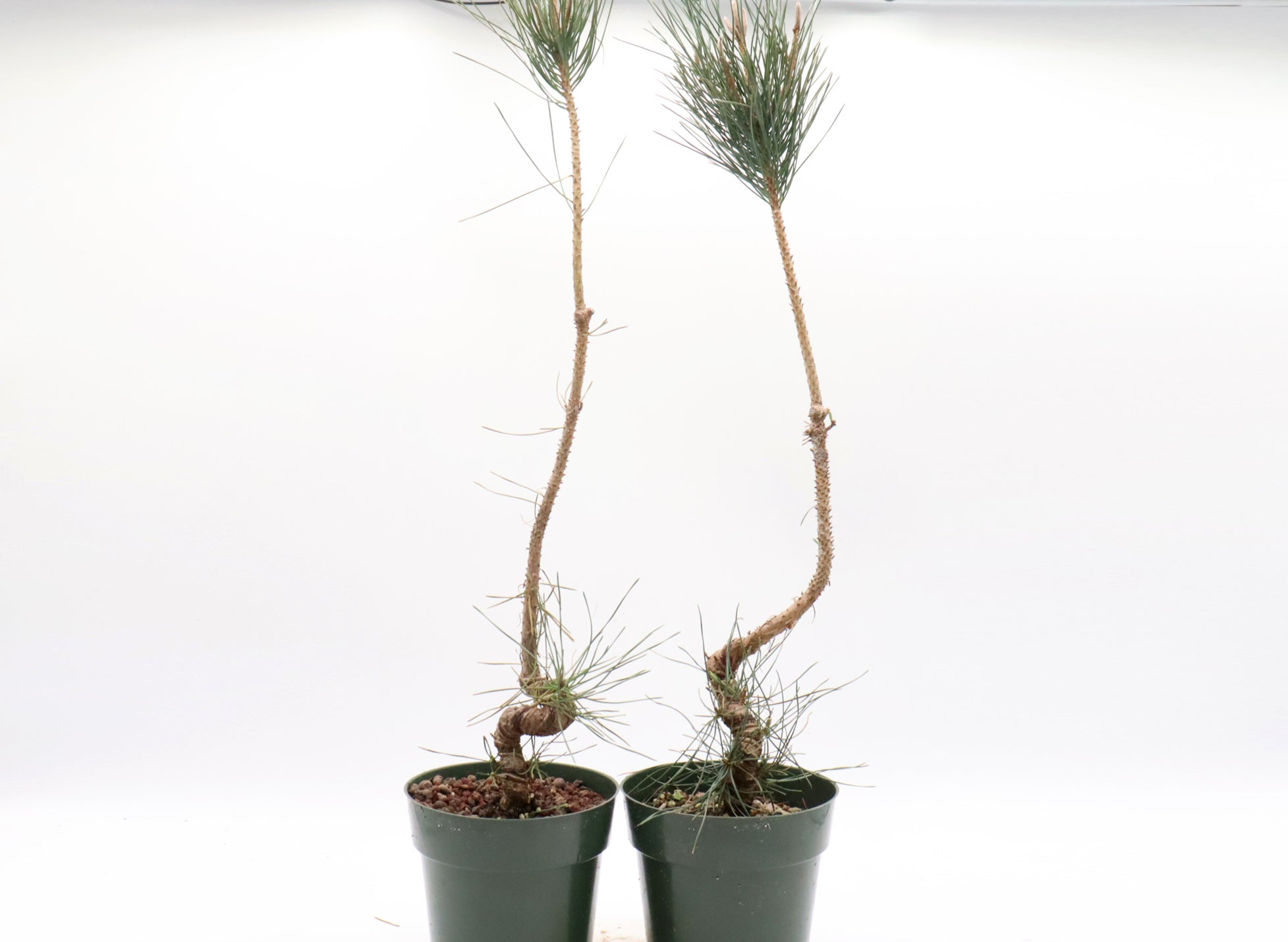 Assorted Wired Japanese Black Pine Seedlings in Six Inch Plastic Pots