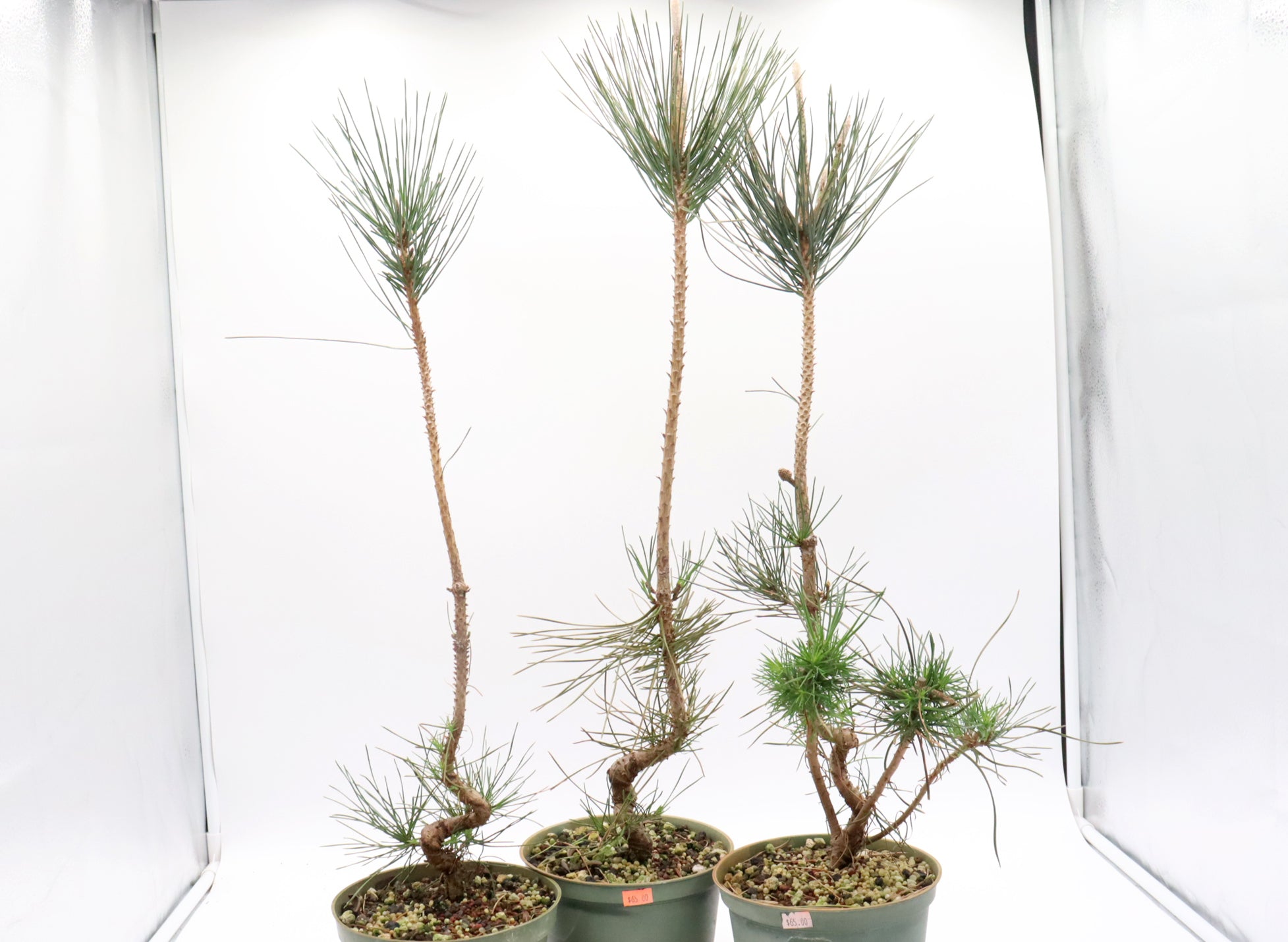 Assorted Wired Japanese Black Pine Seedlings in Six Inch Plastic Pots