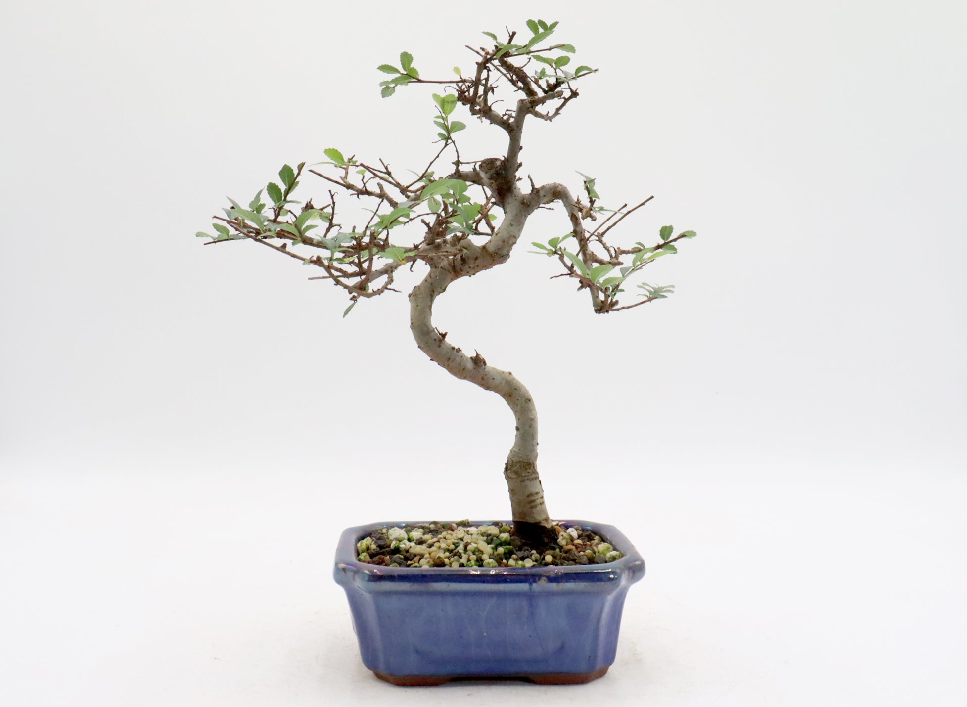 Chinese Elm Bonsai in a Chinese Container