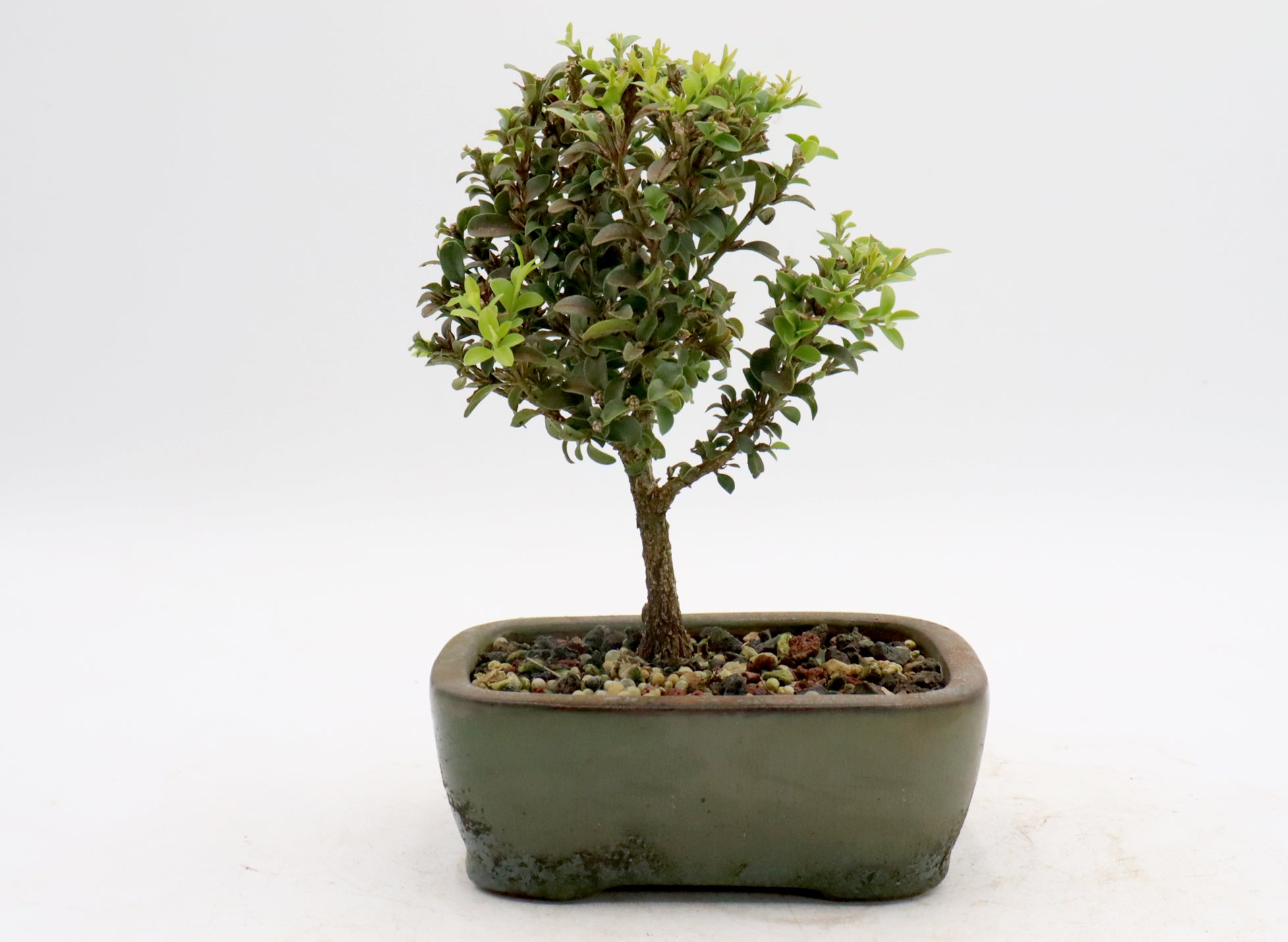 Assorted Kingsville Dwarf Boxwood Starter Bonsai