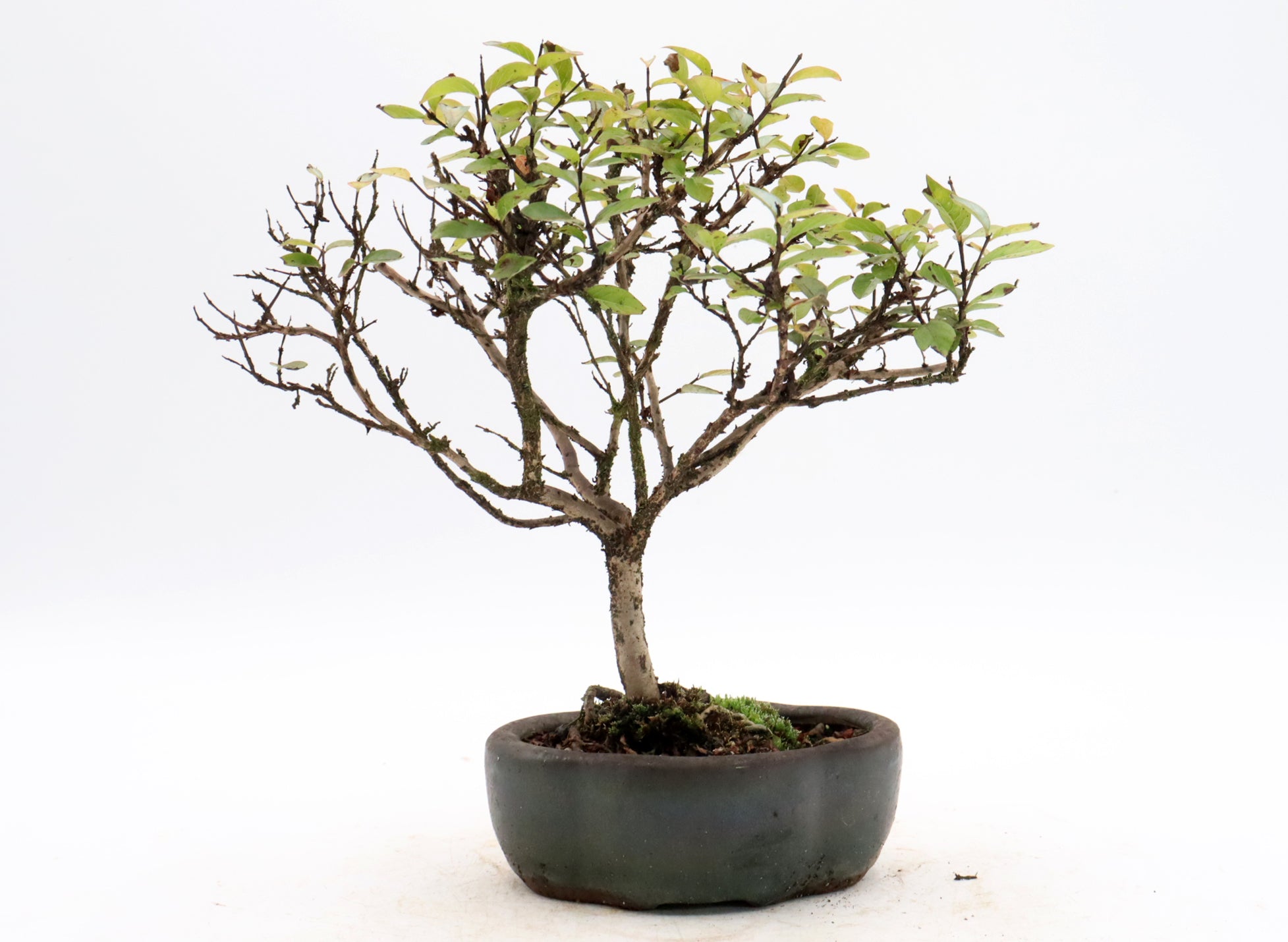 Assorted Dwarf Crepe Myrtle Starter Bonsai