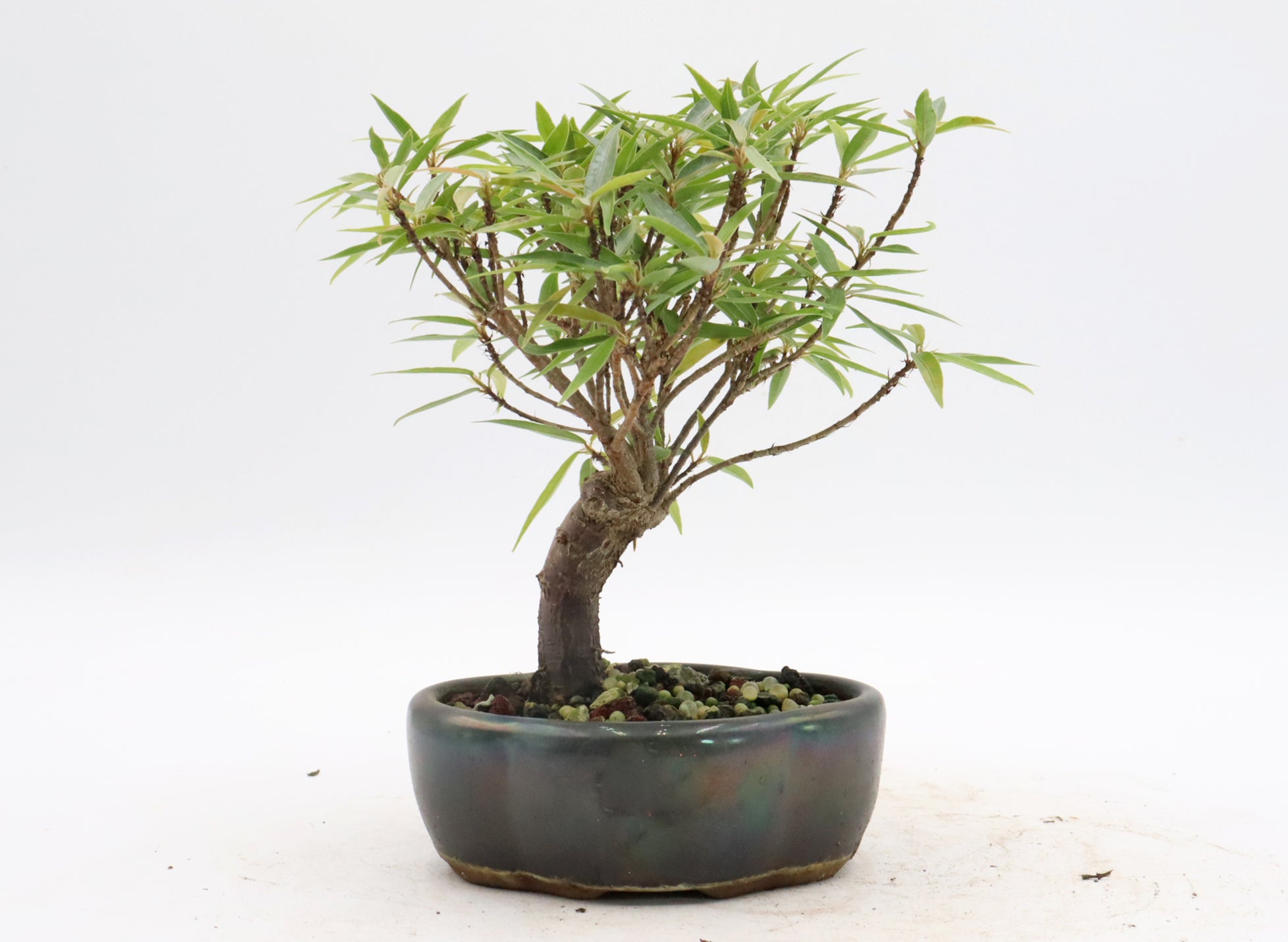 Assorted Willow Leaf Ficus Starter Bonsai