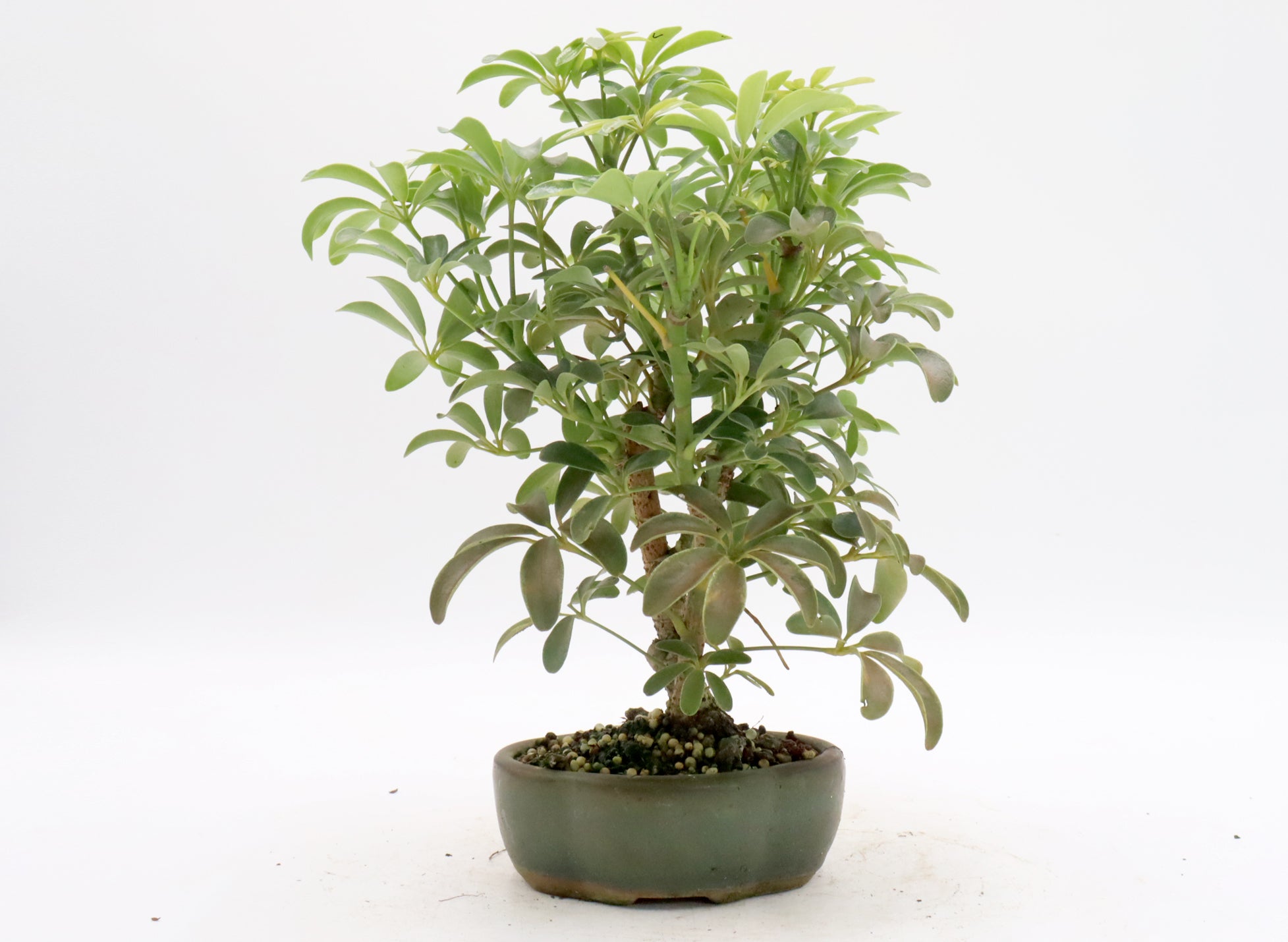 Assorted Schefflera arboricola Starter Bonsai Trees