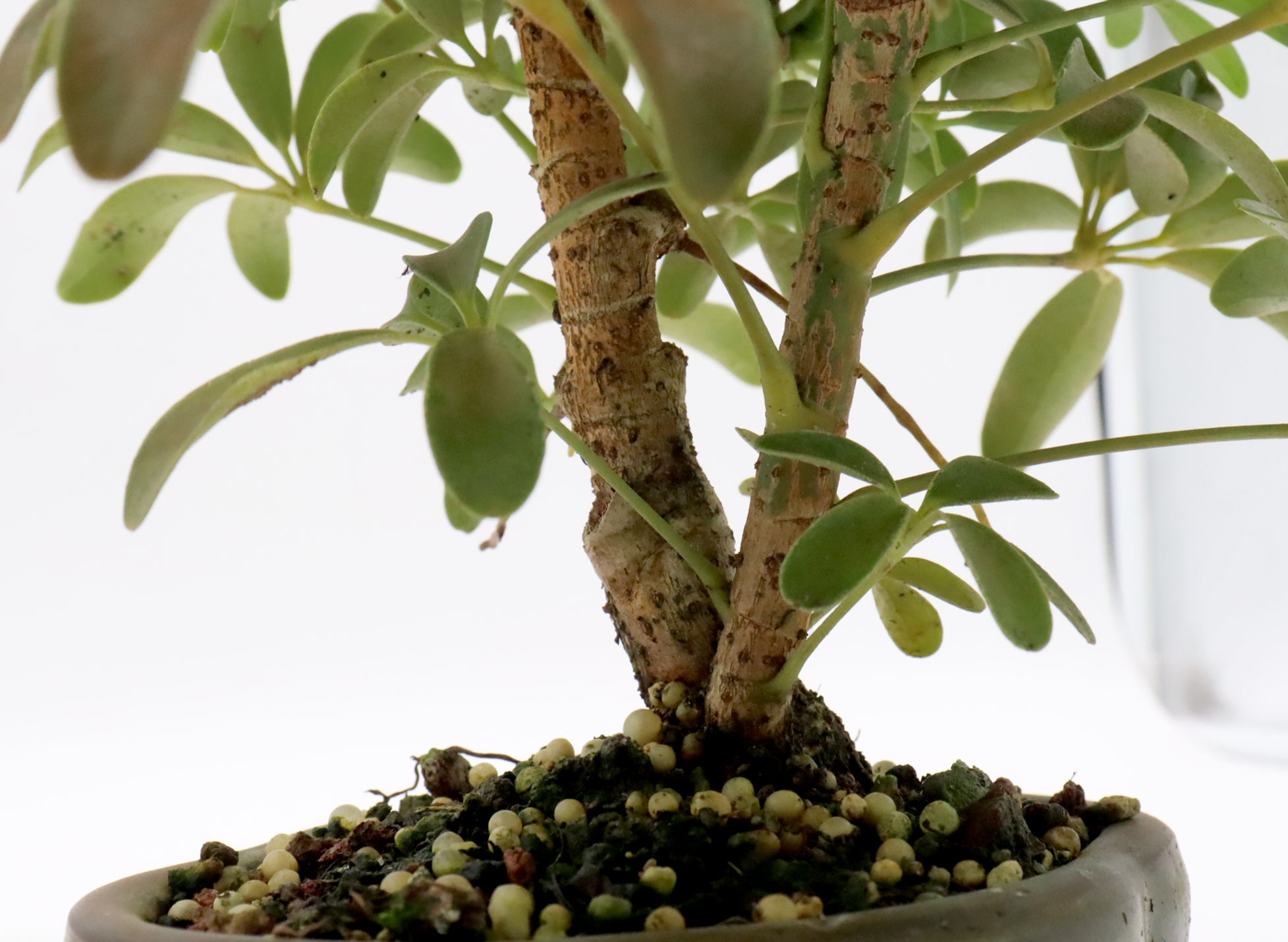 schefflera arboricola bonsai for sale Assorted Schefflera arboricola Starter Bonsai Trees